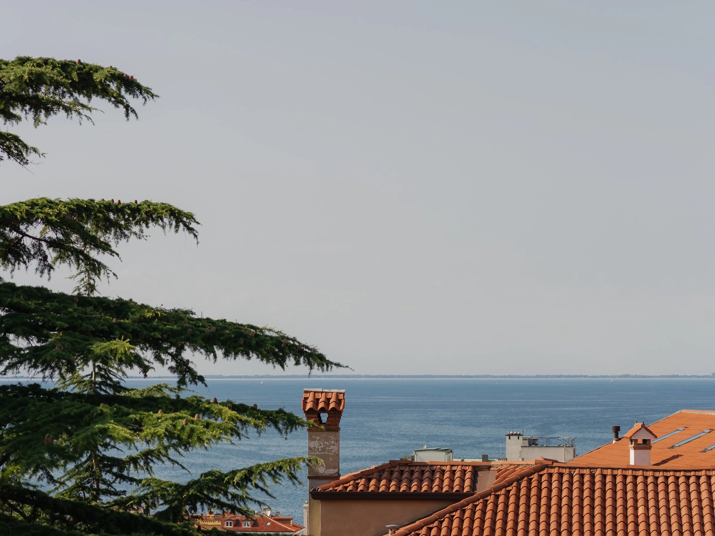 Ocean view with rooftops, a large pine tree, and a clear sky.