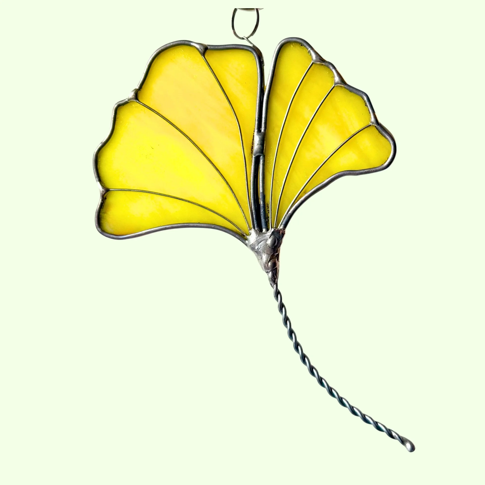 Ginko biloba leaf