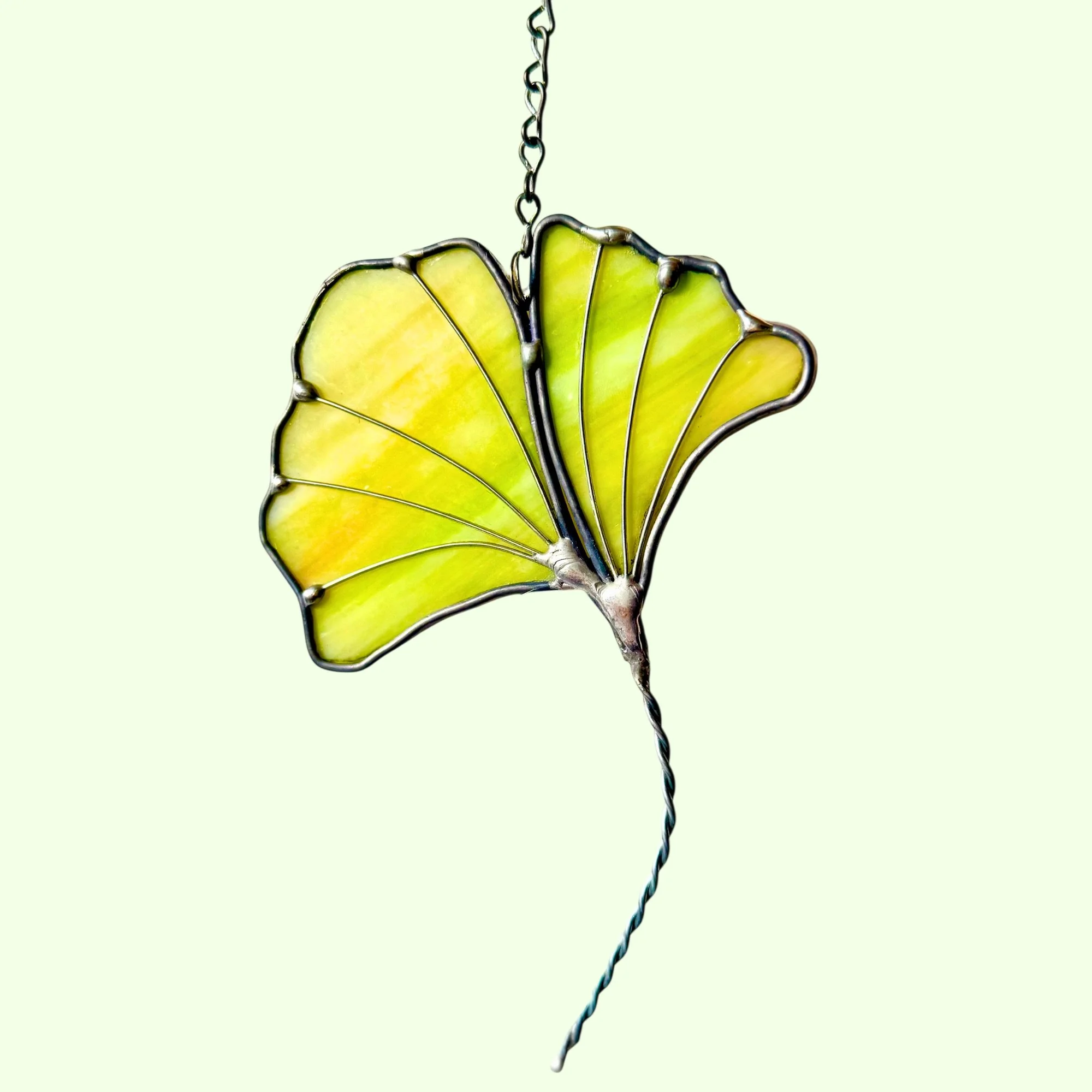 Ginko biloba leaf