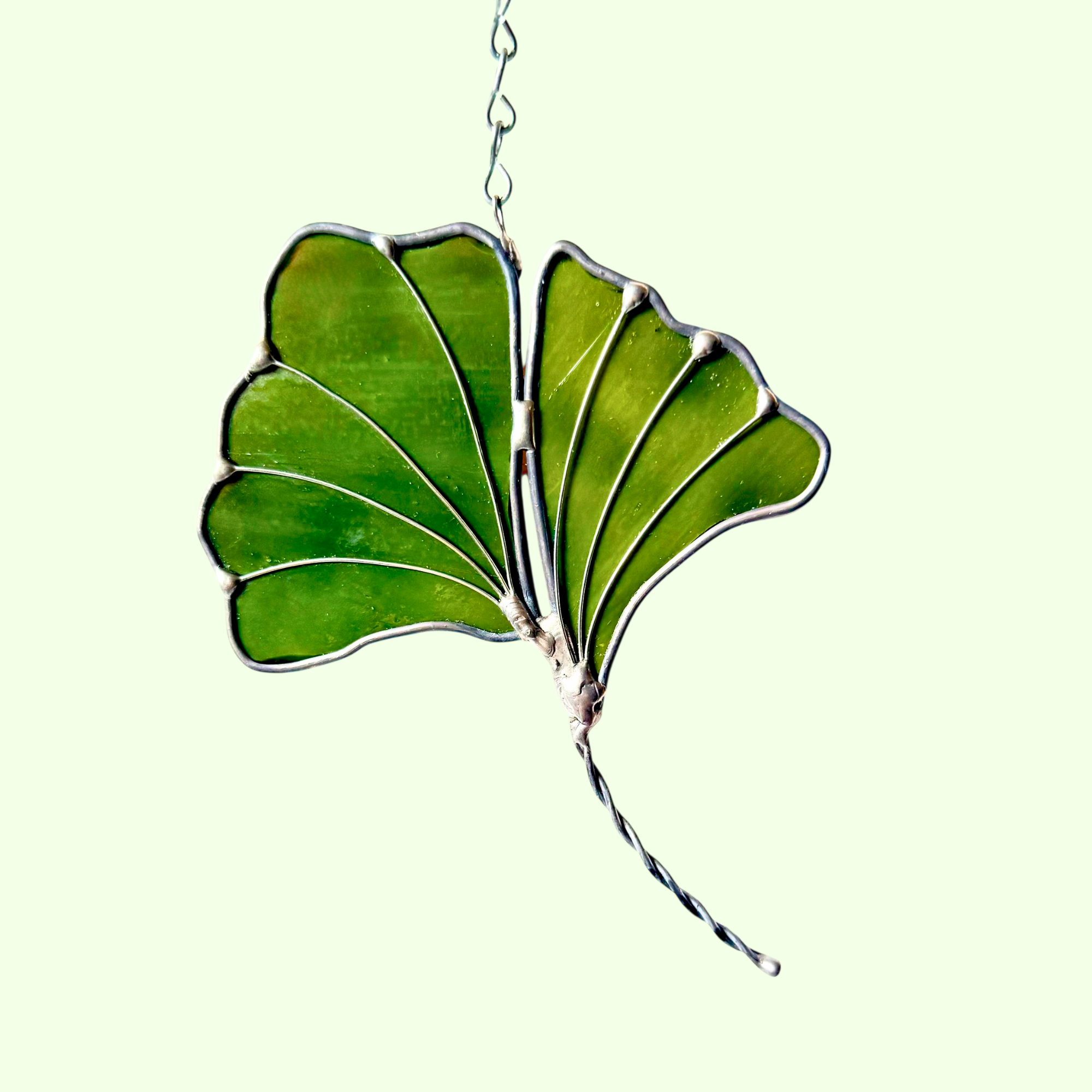Ginko biloba leaf
