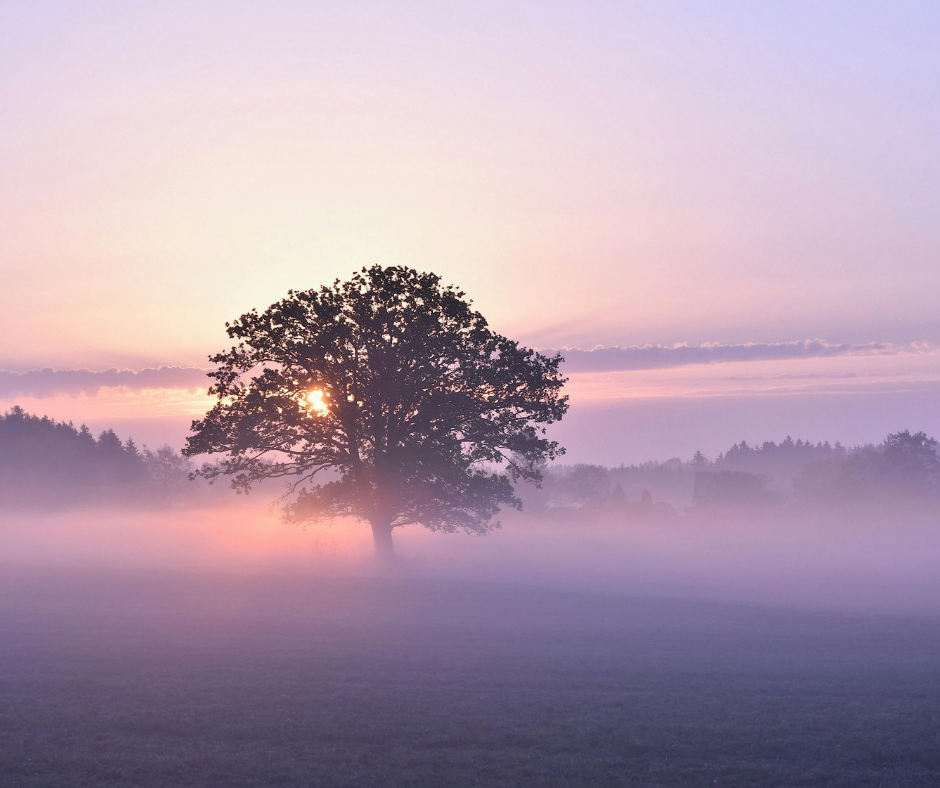 Lone tree standing in a foggy field with soft light and a pastel sky.