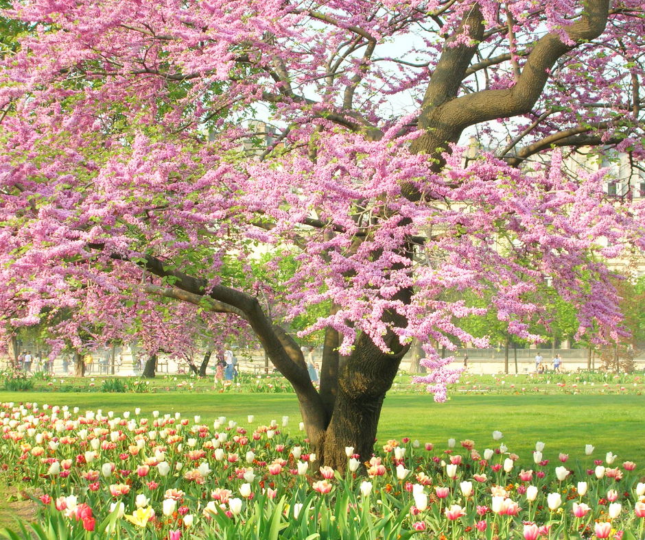 Flowering tree in full bloom with tulips in a park setting.