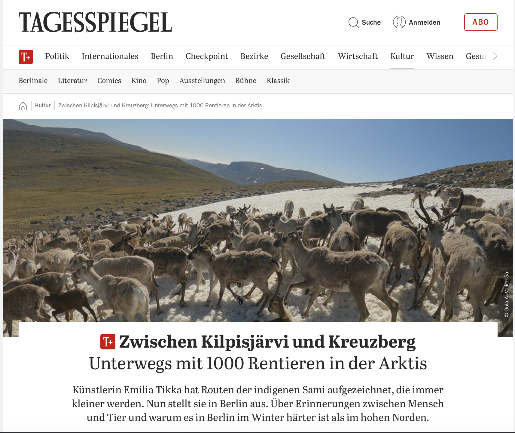 A herd of reindeer walking on snow-covered ground in a mountainous landscape with grassy hills and a clear blue sky.