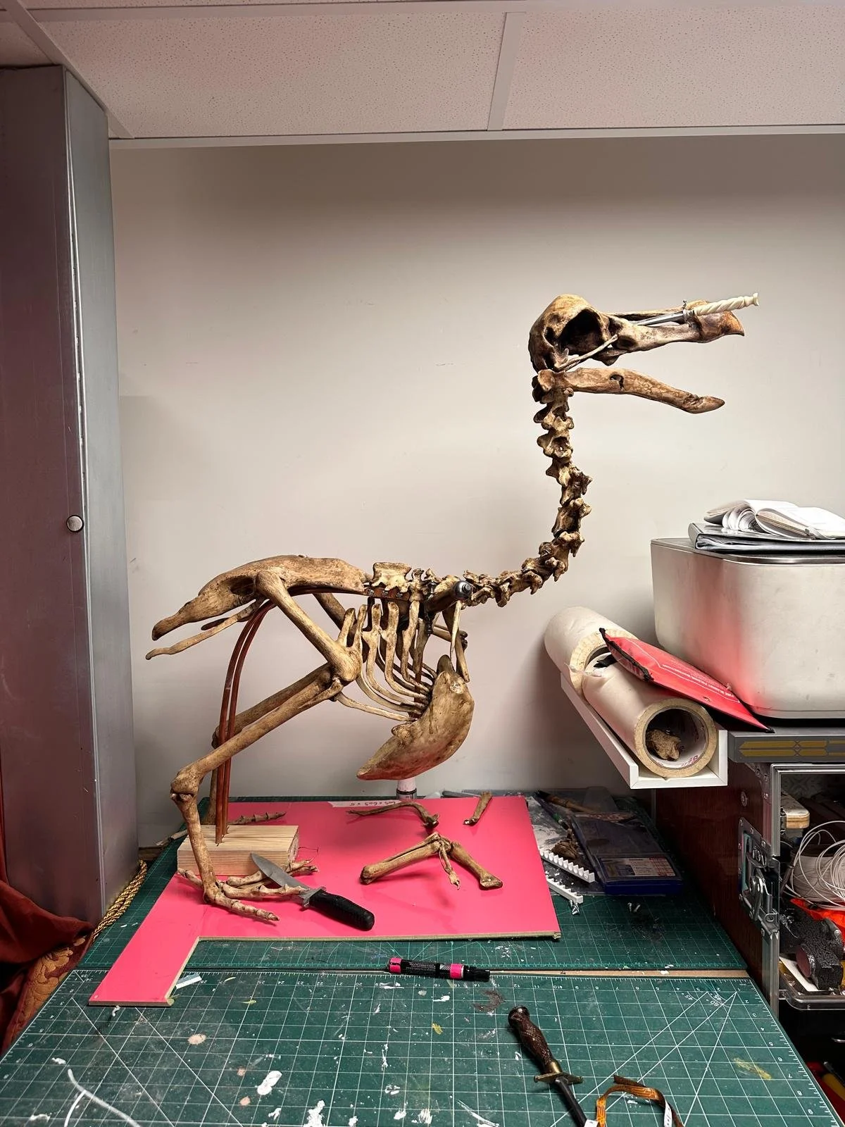 An incomplete fossil skeleton of a bird with a long neck, skull, and beak, on a worktable with tools and supplies, in a workshop or laboratory setting.
