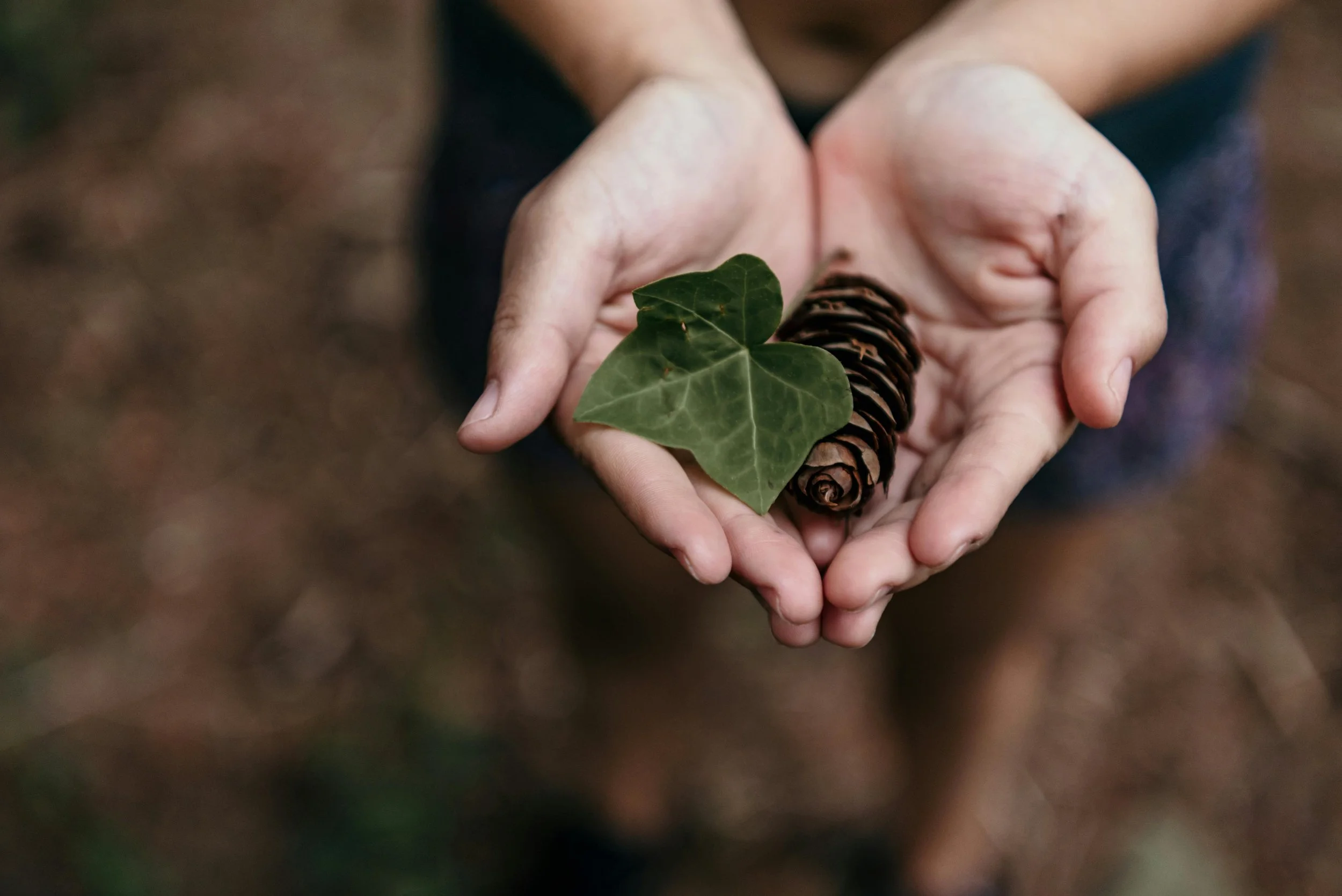 Person holding a pine cone and an ivy leaf in cupped hands.