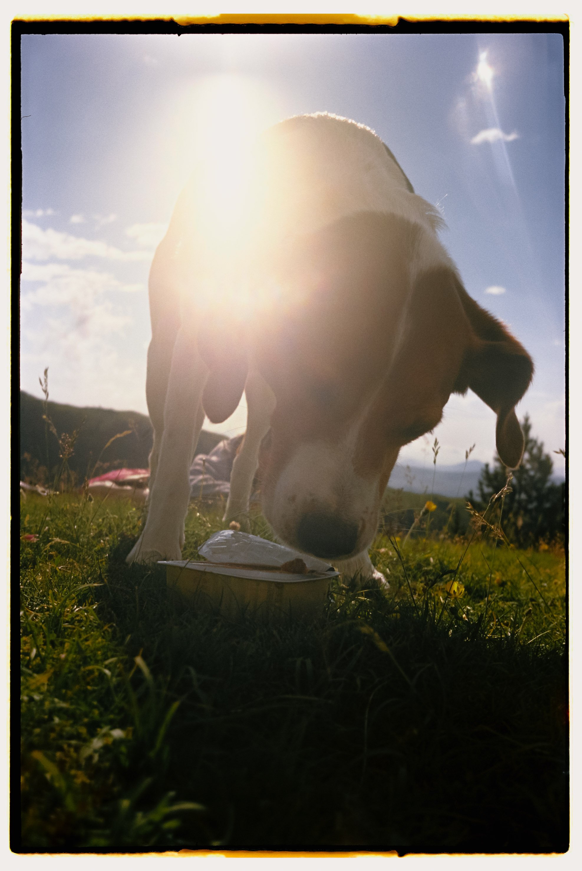 Perro comiendo en un campo bajo el sol.