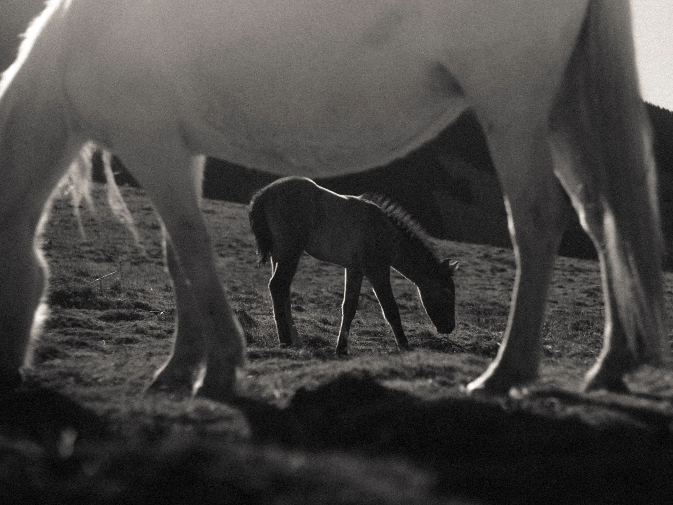 Imagen en blanco y negro de un caballo ensillado, vista desde abajo, con un potro más joven en el fondo, en un campo abierto.
