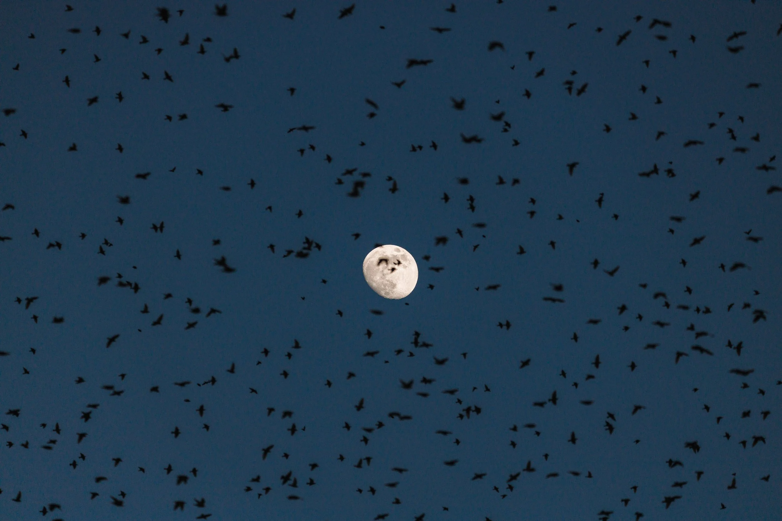 Luna llena en el cielo nocturno rodeada de un enjambre de murciélagos en vuelo.