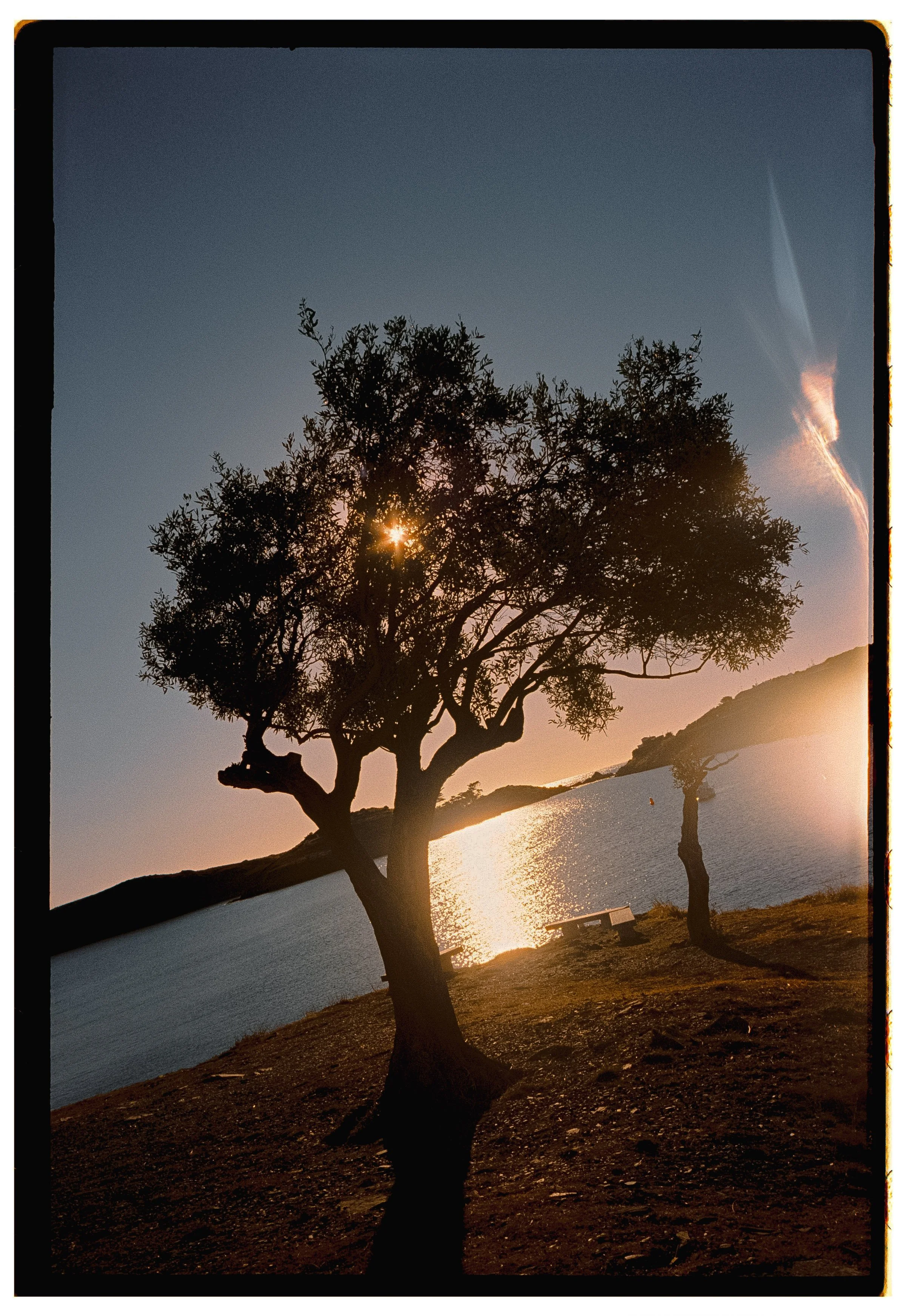 Árbol junto a un lago durante atardecer, con luz solar reflejada en el agua y un banco en la orilla.