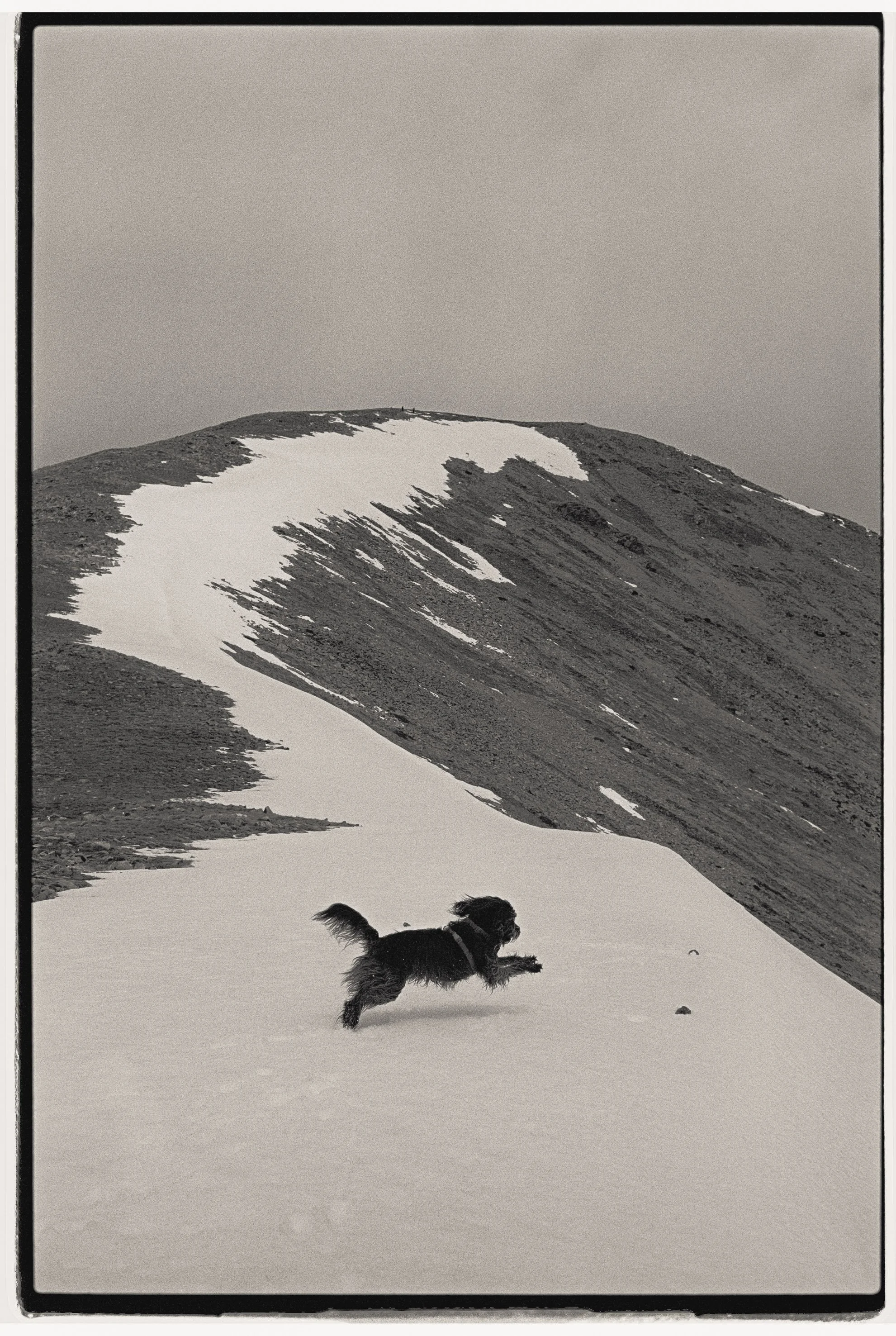 Un perro corriendo en área con nieve en una montaña sin árboles, en tonos grises.
