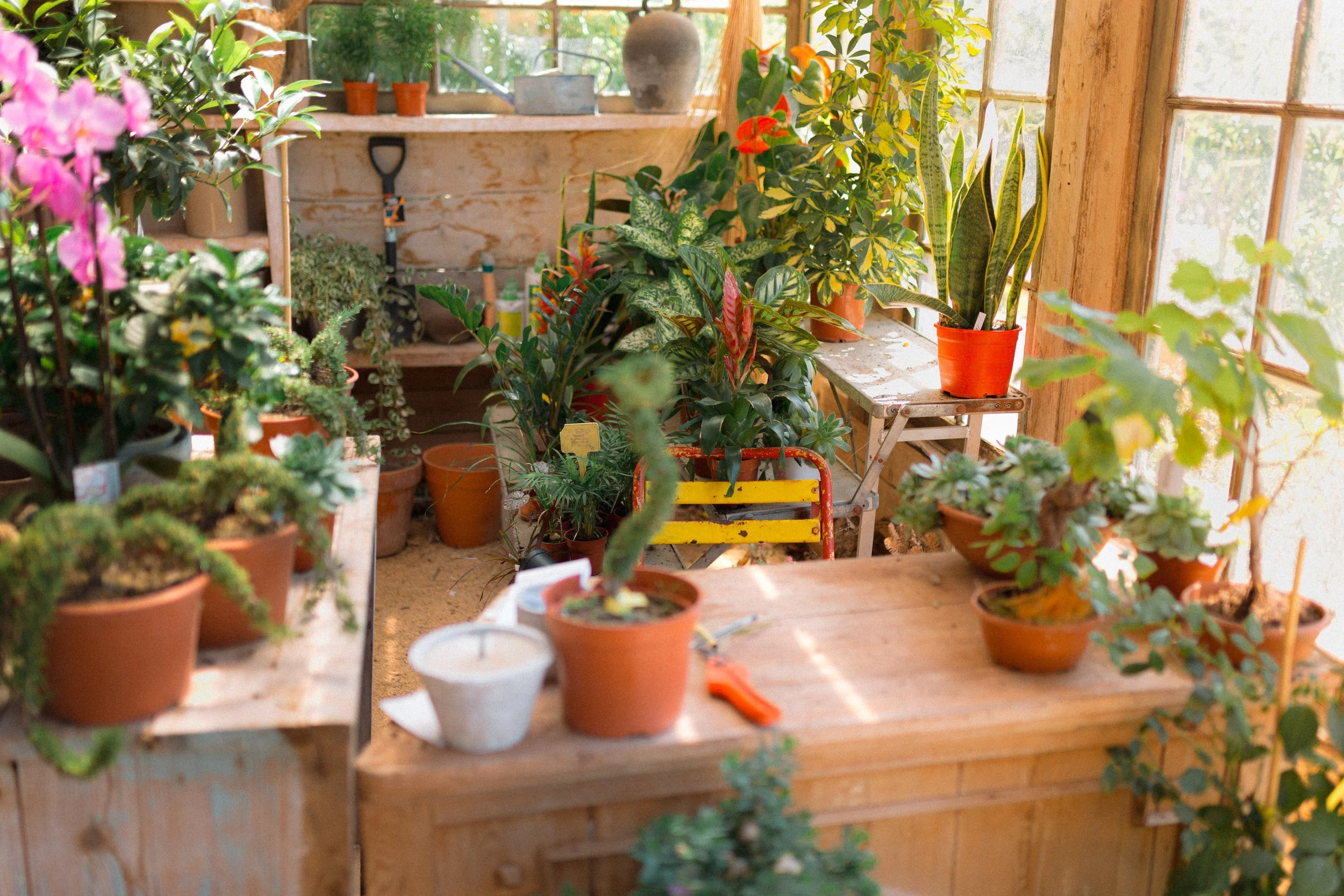 Invernadero con varias plantas en macetas de terracota, incluyendo plantas verdes y coloridas, con luz natural entrando por las ventanas de madera.