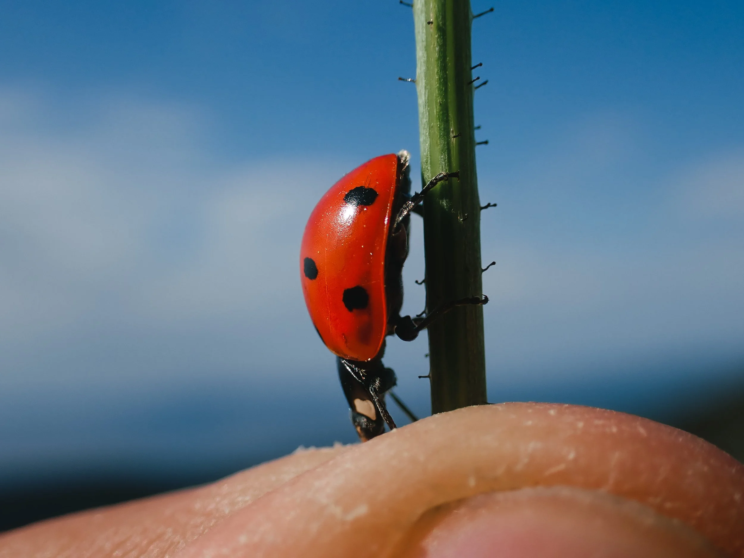 Animal llamado mariquita en una planta