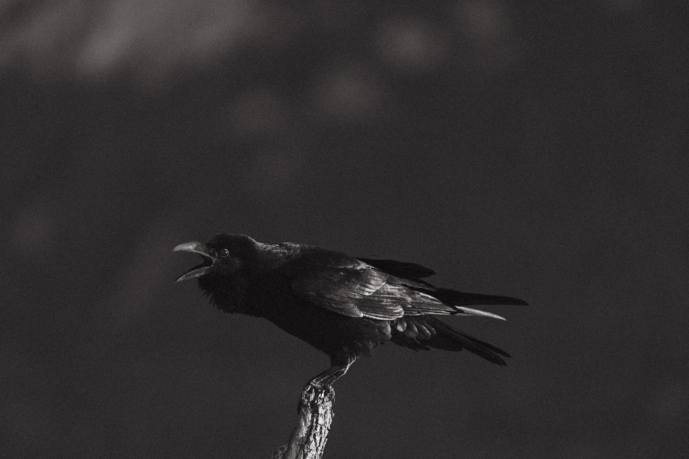 Un cuervo posado en una rama con la boca abierta, en un cielo oscuro.