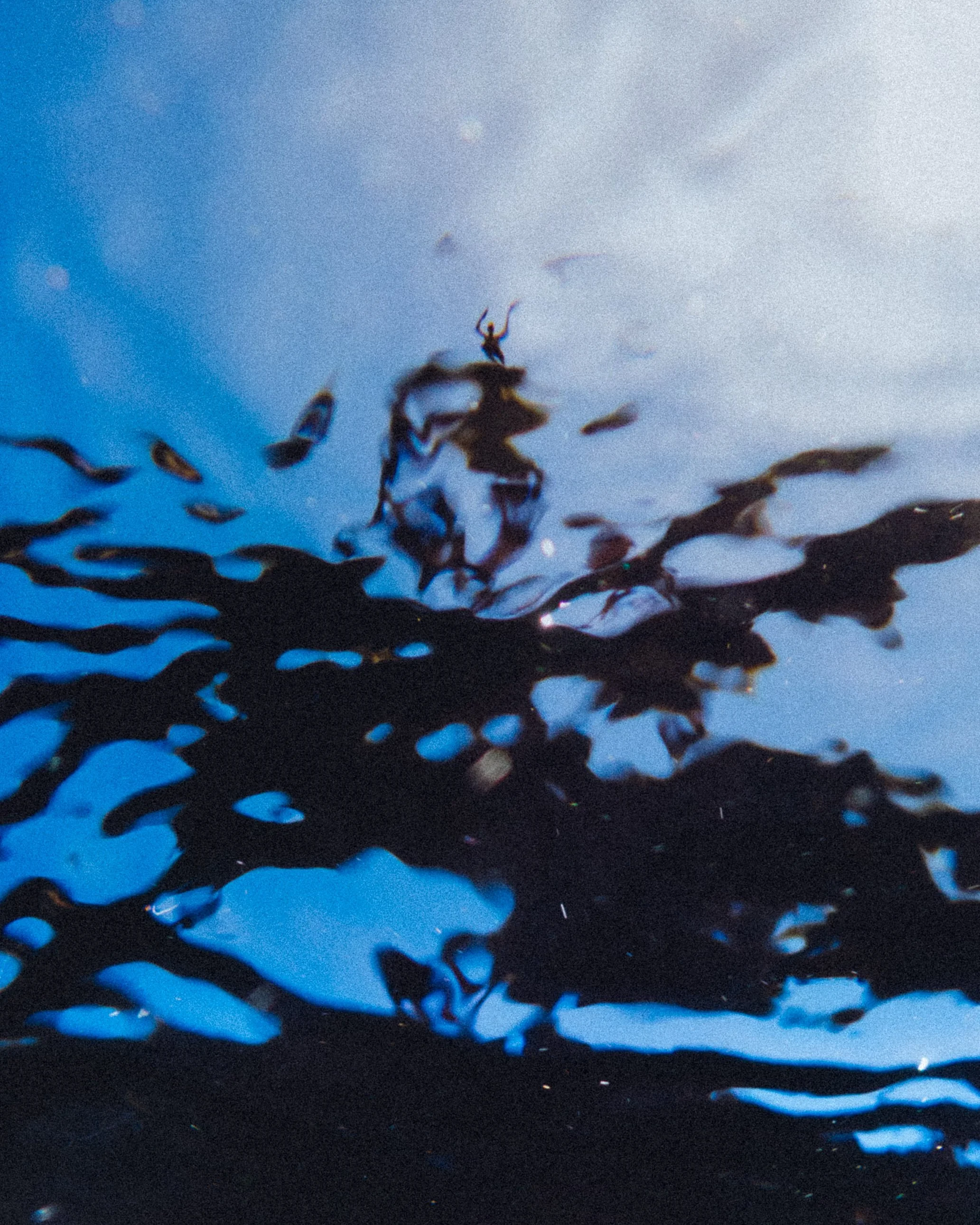 snorkel13.jpg