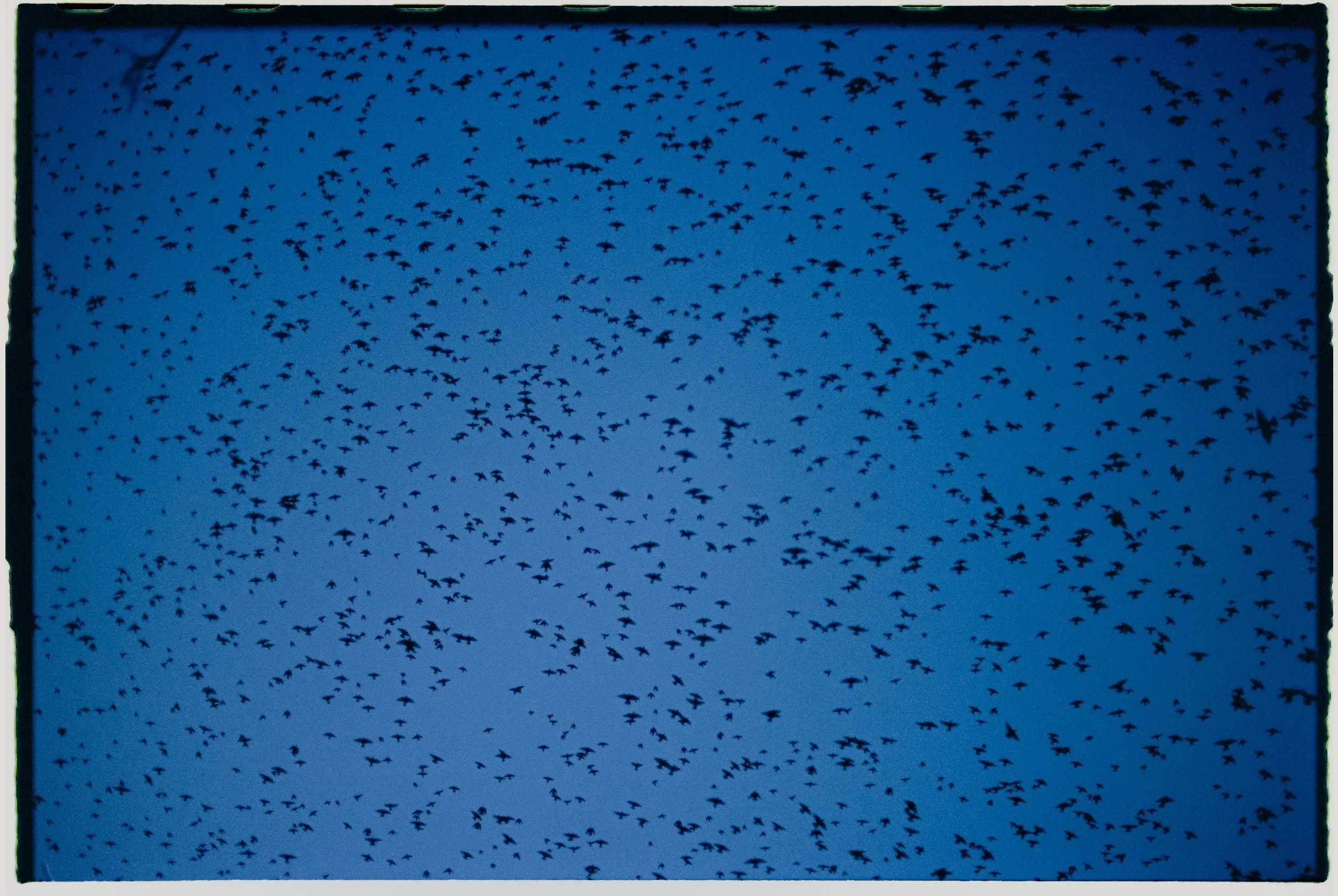 Una bandada de murciélagos volando en el cielo durante el atardecer o amanecer, con un fondo azul y un marco negro delgado.