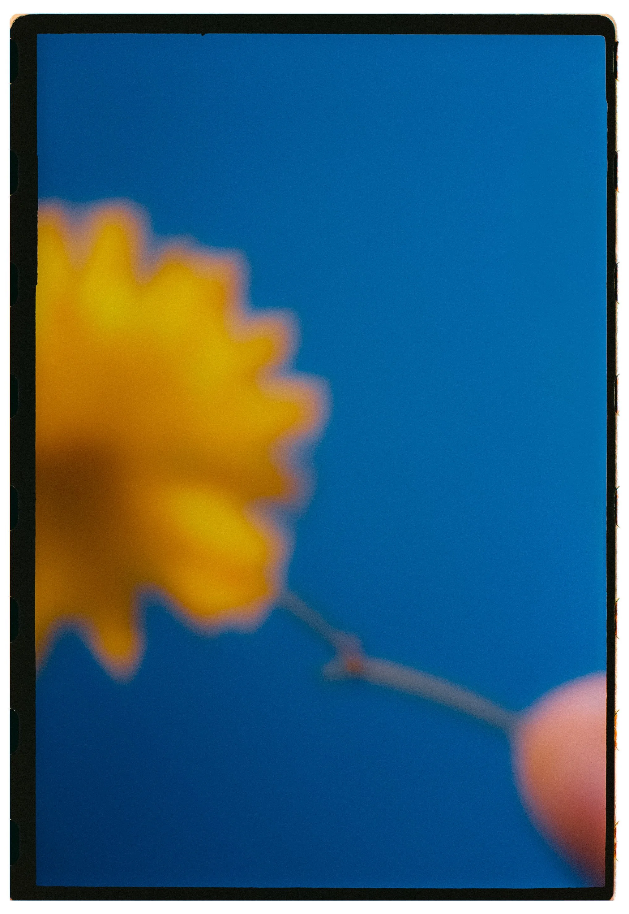 Pantalla de un dispositivo móvil mostrando una imagen borrosa de una flor amarilla y un fondo azul.