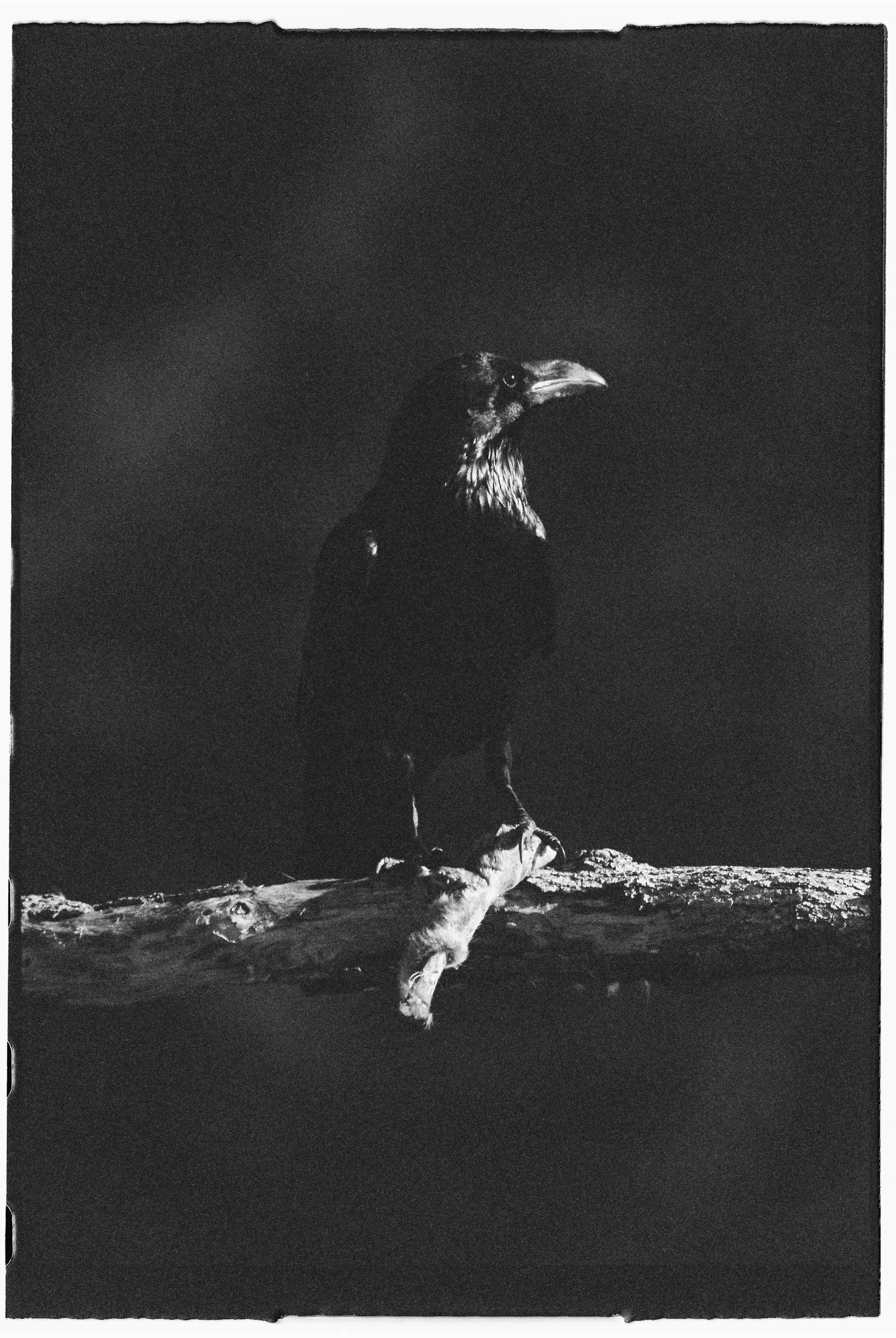 Un águila posada sobre una rama, en una imagen en blanco y negro.