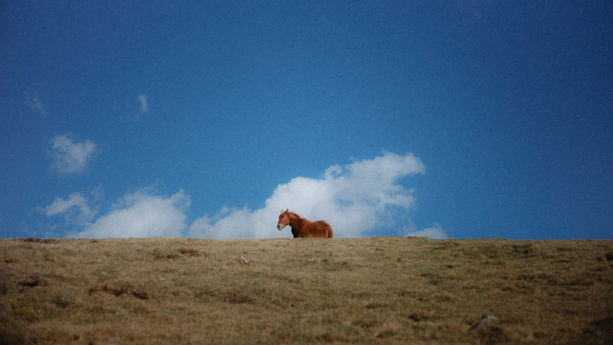 Un caballo marrón en una colina de hierba, con un cielo azul y algunas nubes blancas.