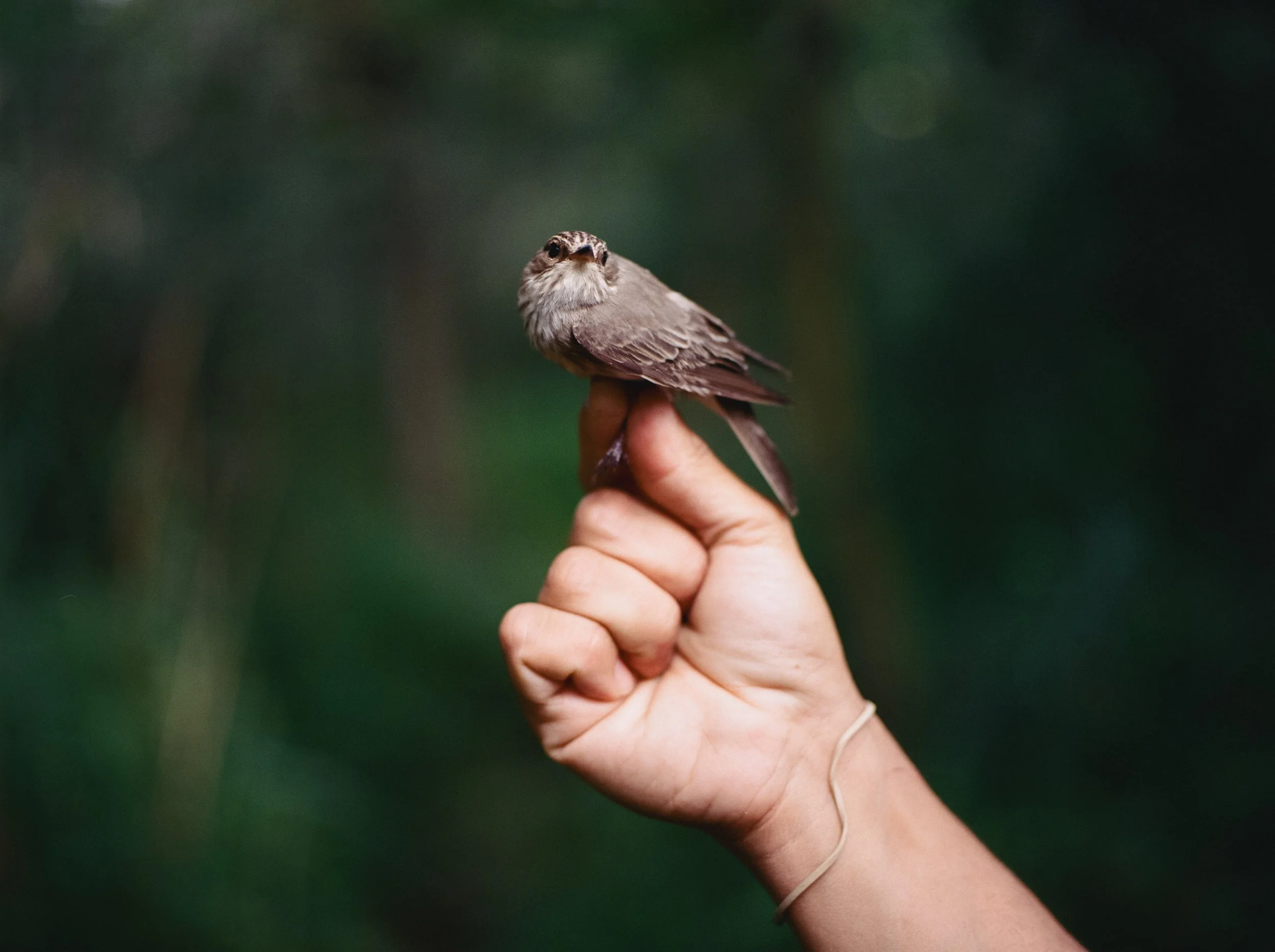 Una mano sostiene un pequeño pájaro en un entorno natural con fondo difuso de color verde.