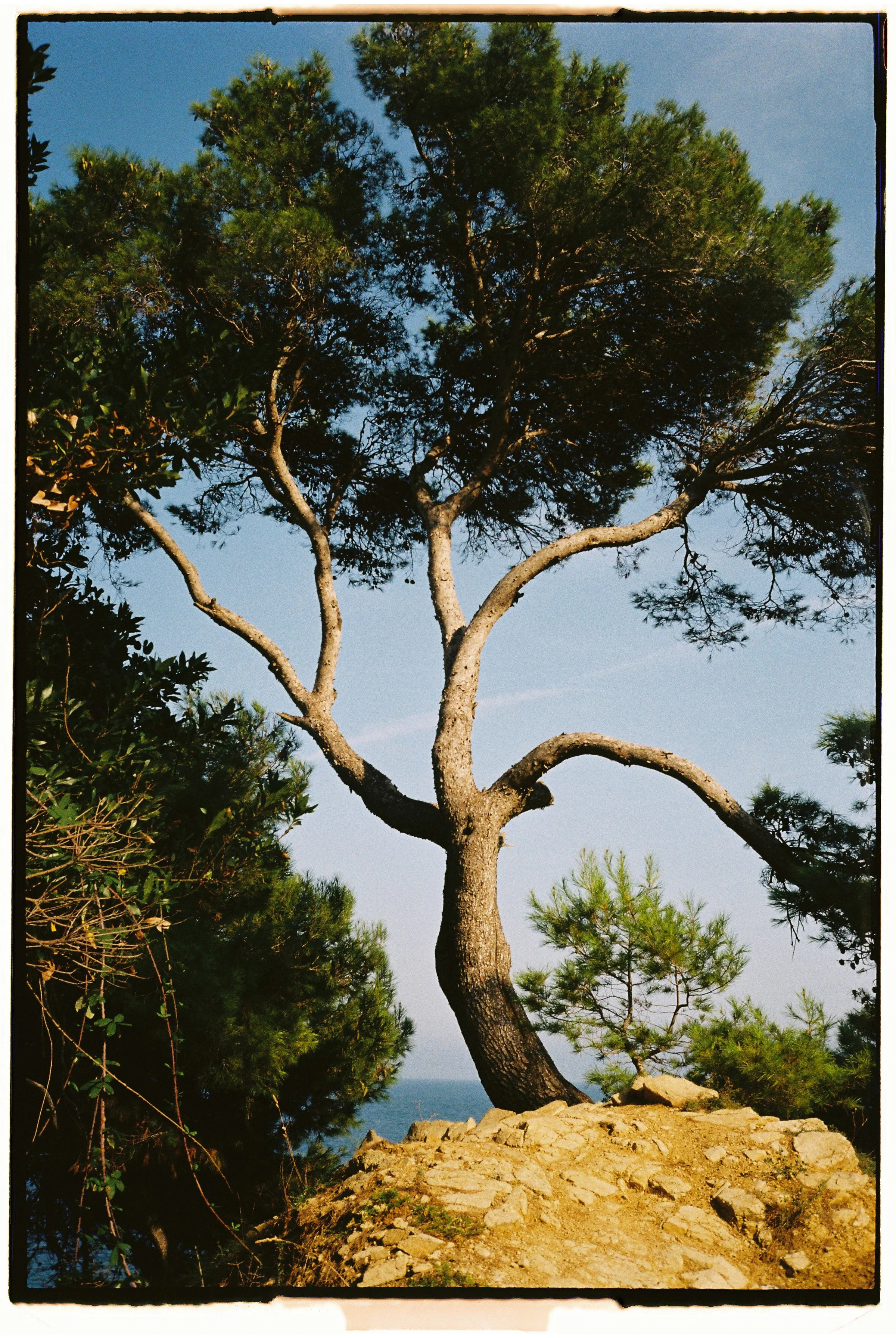 Árbol grande y retorcido en un paisaje costero bajo un cielo azul.