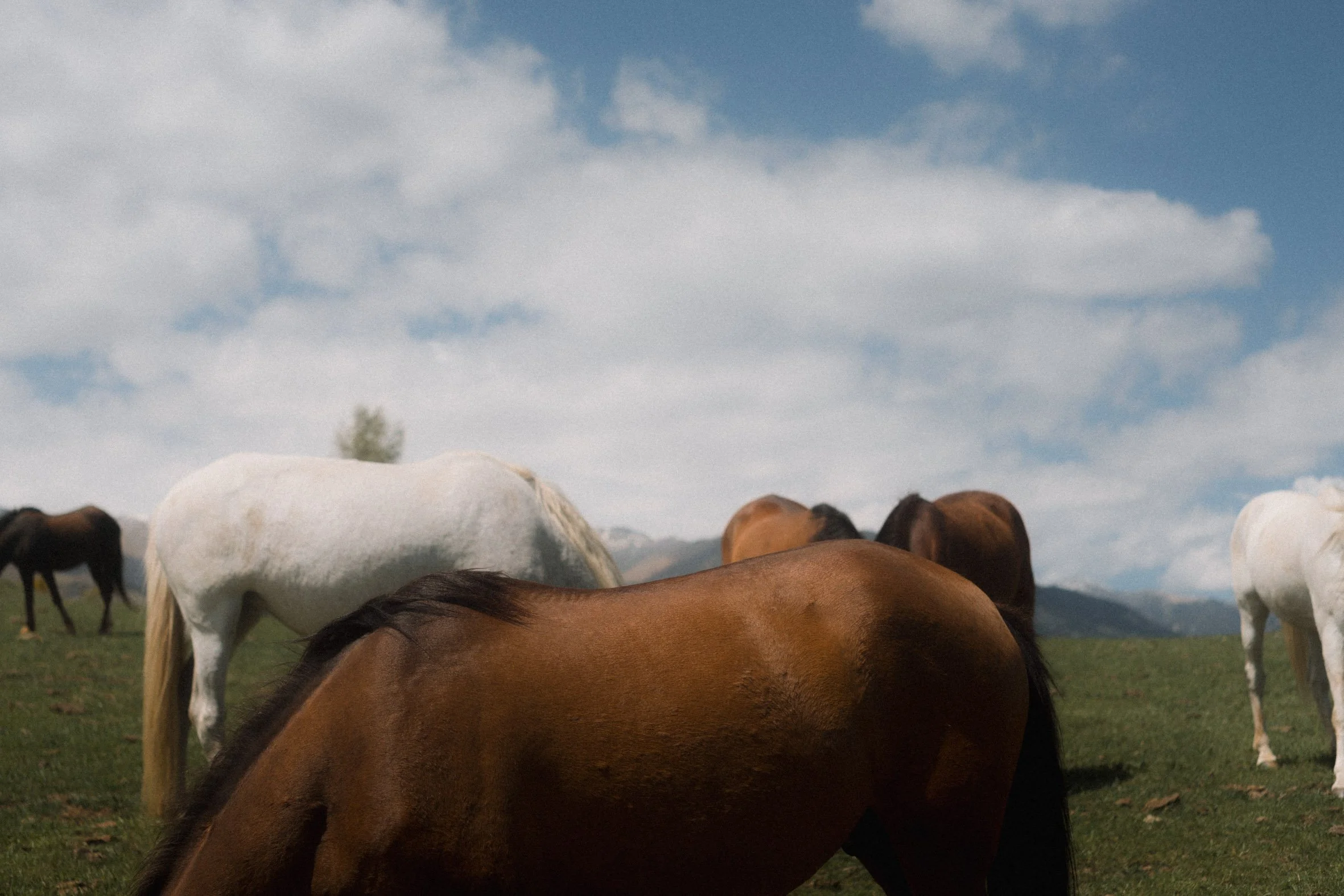 Varios caballos pastando en un campo con cielo despejado y montañas en el fondo.