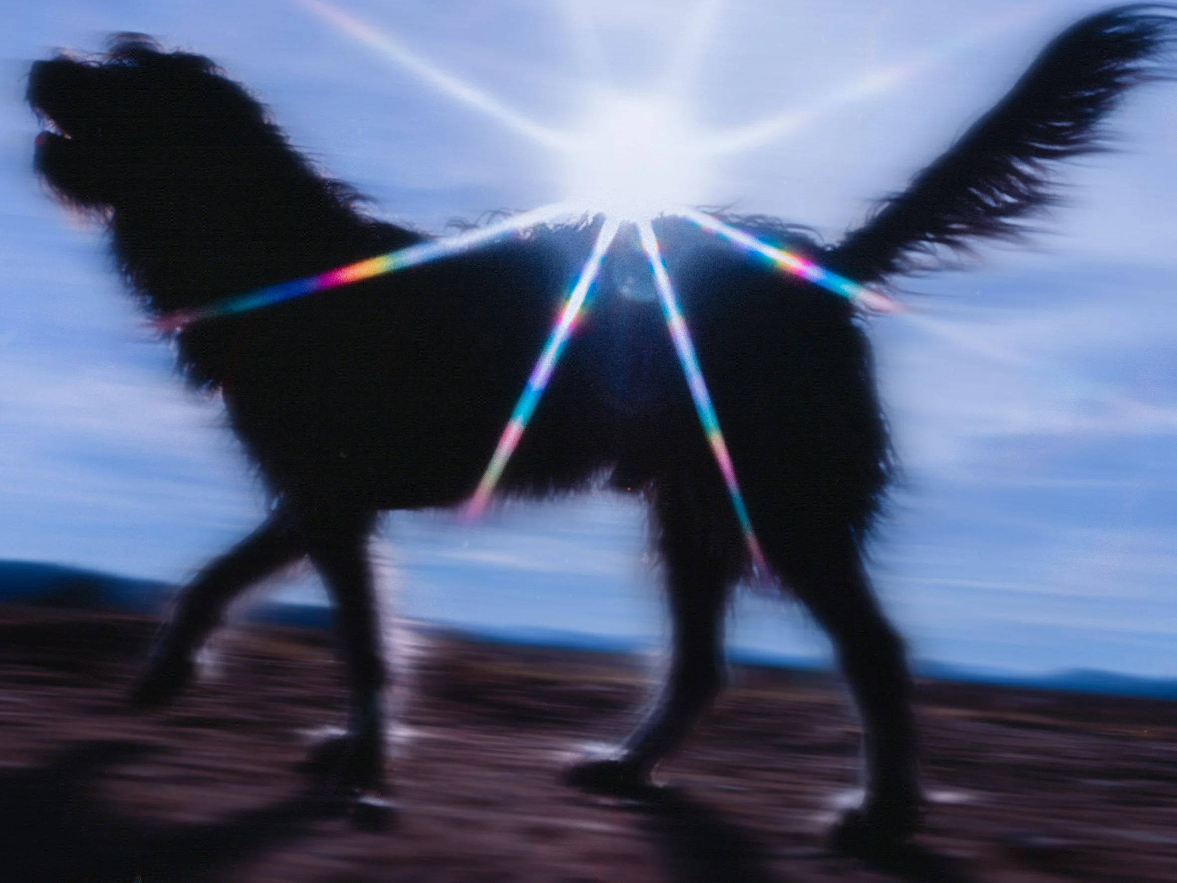 Silueta de un perro en un fondo azul con la luz del sol creando destellos coloridos en su cuerpo.