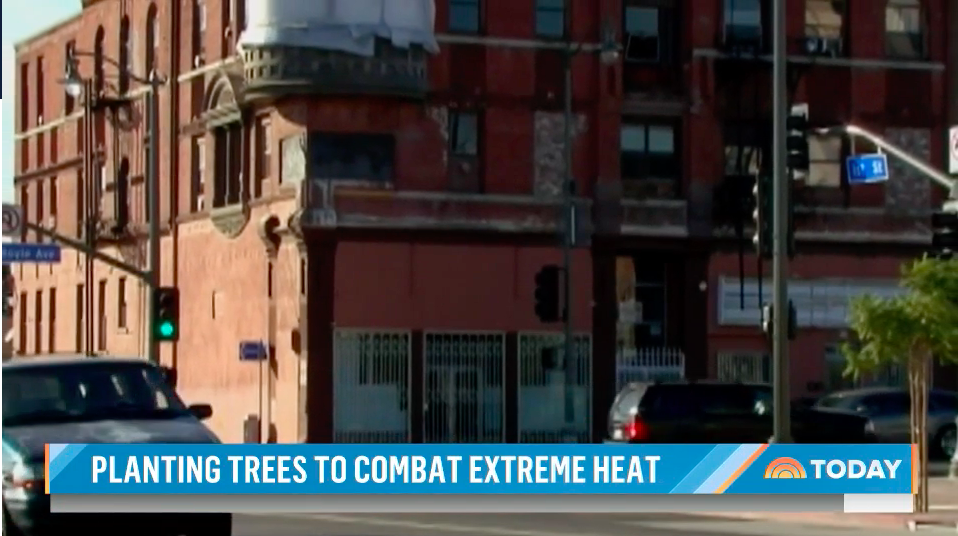 Cities Look To Trees To Combat Heat Islands, But Growth Is Slow