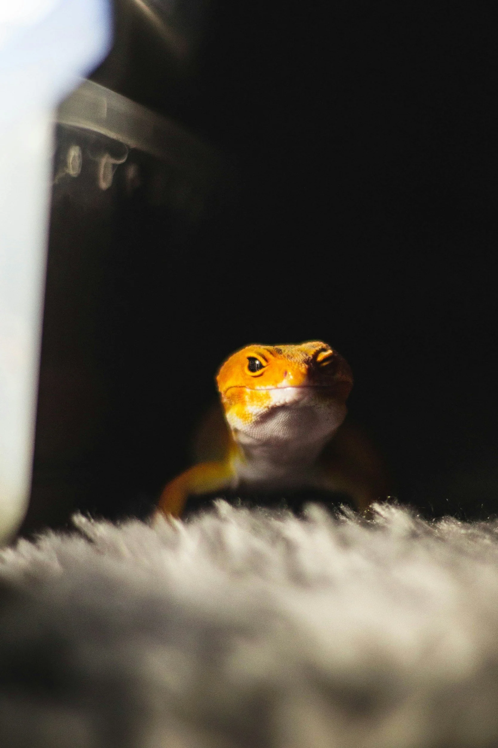 Close-up of a small yellow and brown gecko with black eyes, looking out from a dark space, with a soft white surface underneath.