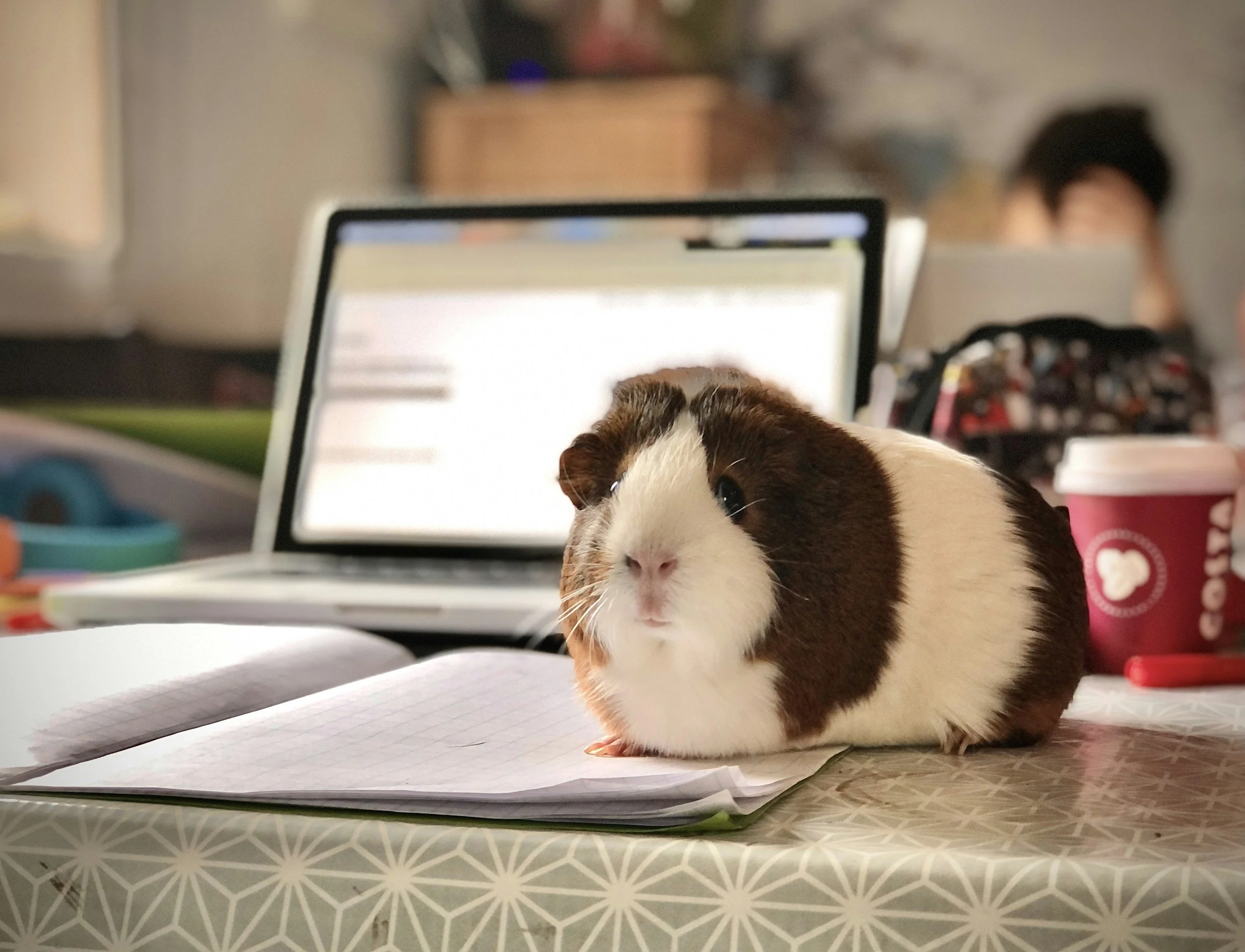 A guinea pig sitting on a desk with a computer in the background.