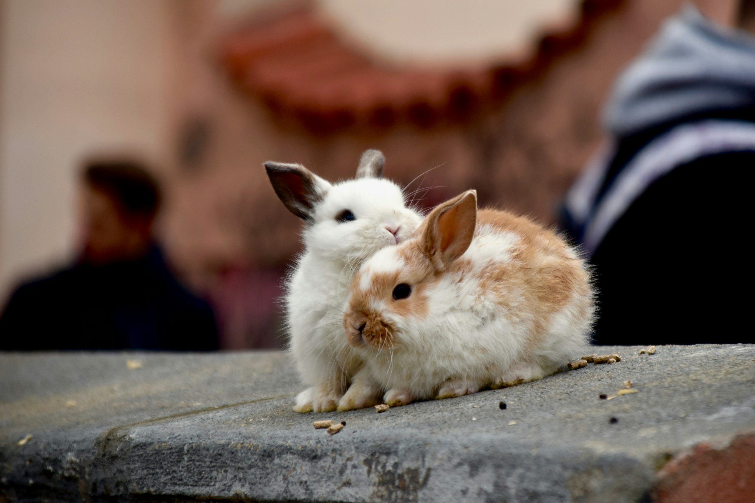 Two rabbits, one white with black ears and the other orange and white, sitting on a concrete surface. A blurred person is in the background.