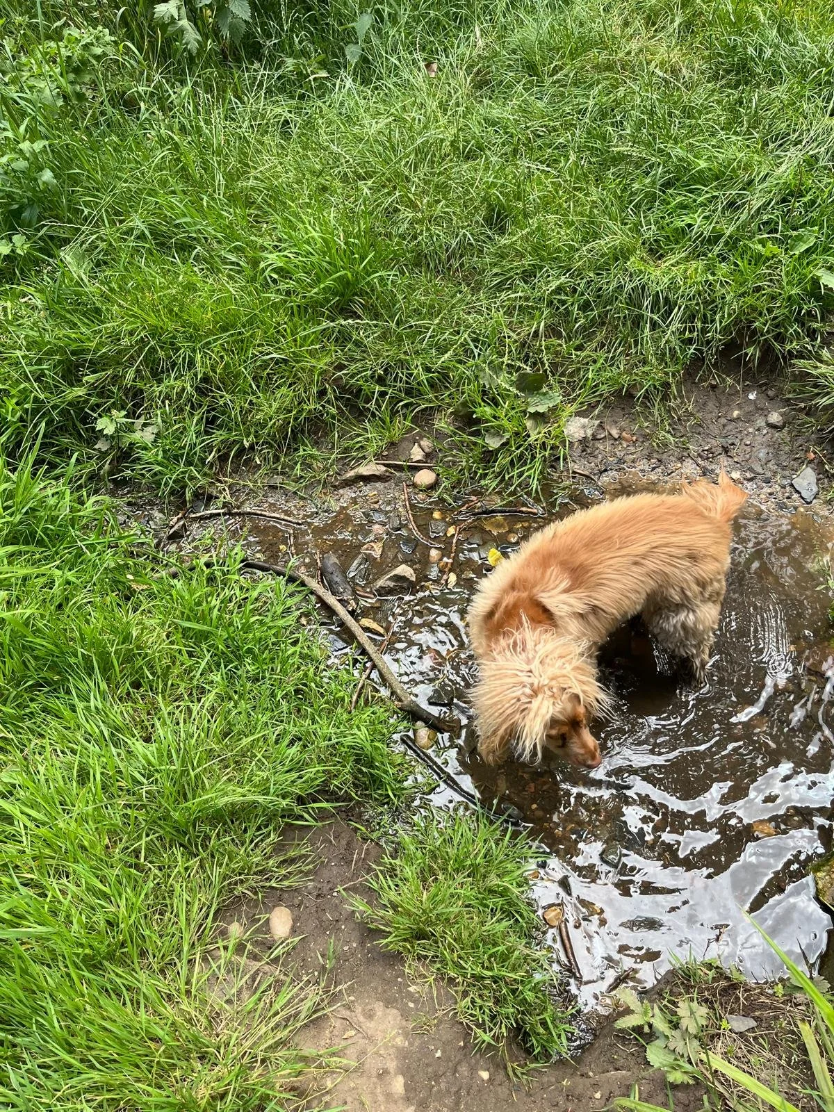 A fluffy golden retriever dog standing in a small creek with green grass and tall plants surrounding it.