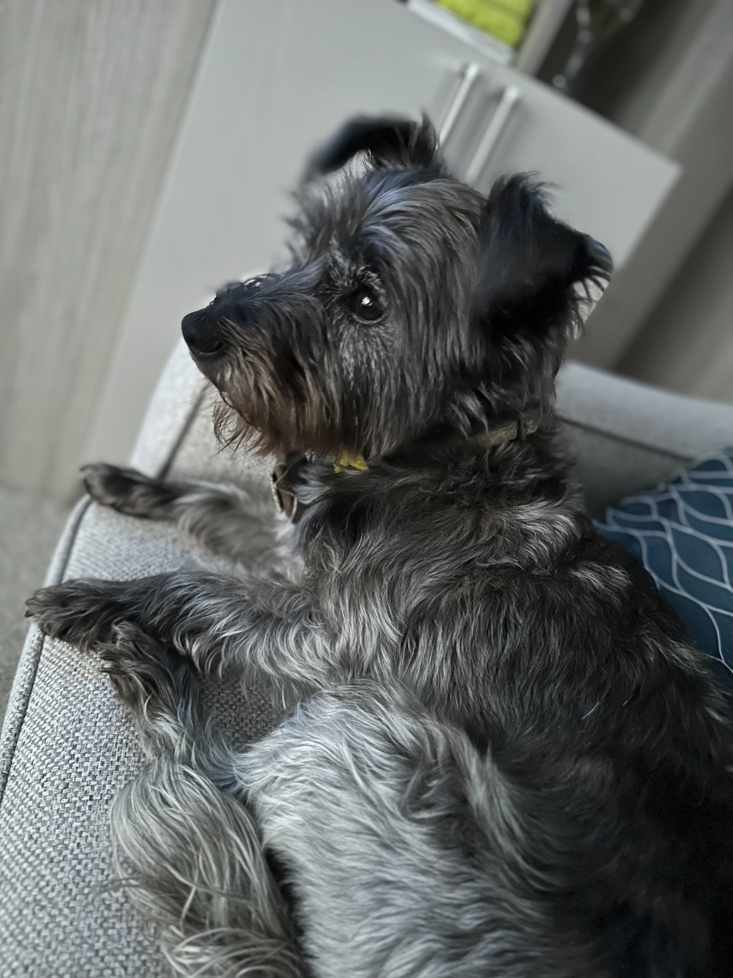 A gray and black dog lying on a couch, looking to the side, with a cabinet and green foliage visible in the background.