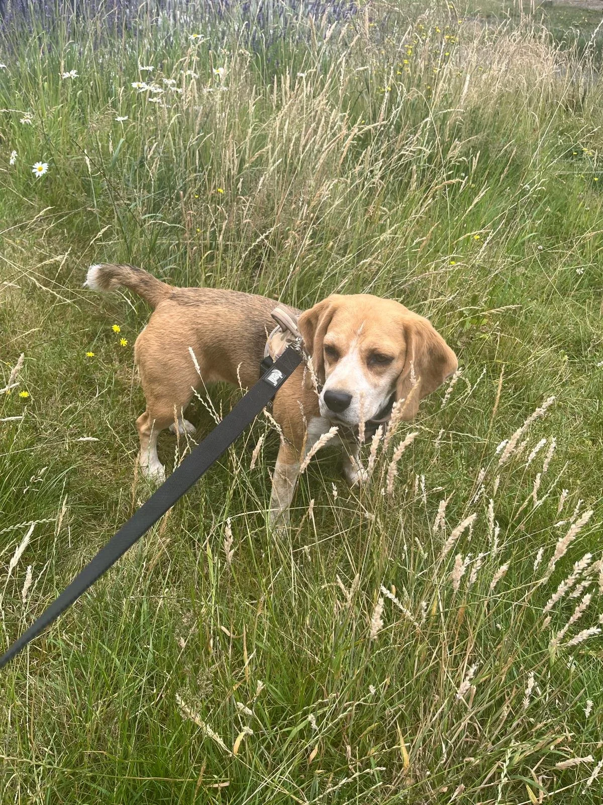 A dog standing in a grassy field with wildflowers, on a leash held by someone outside the frame.