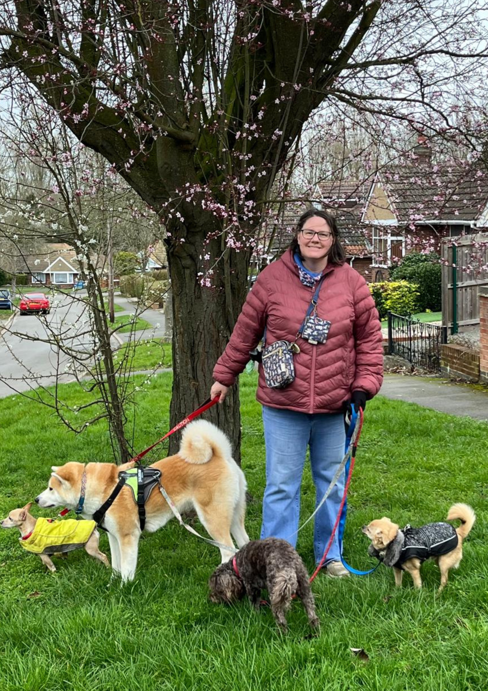 A woman with glasses in a red jacket standing on a grassy area, holding the leashes of three dogs, with a flowering tree and houses in the background on a cloudy day.