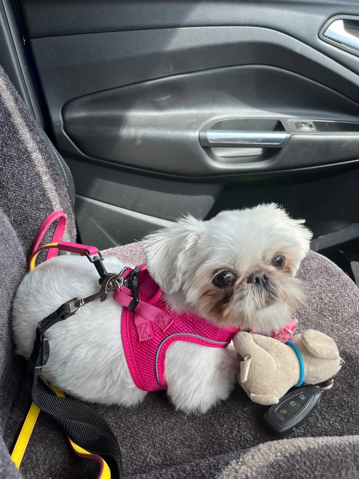 A small white dog with brown patches on its face, wearing a pink harness, lying on a car seat with a plush toy and a car key nearby.