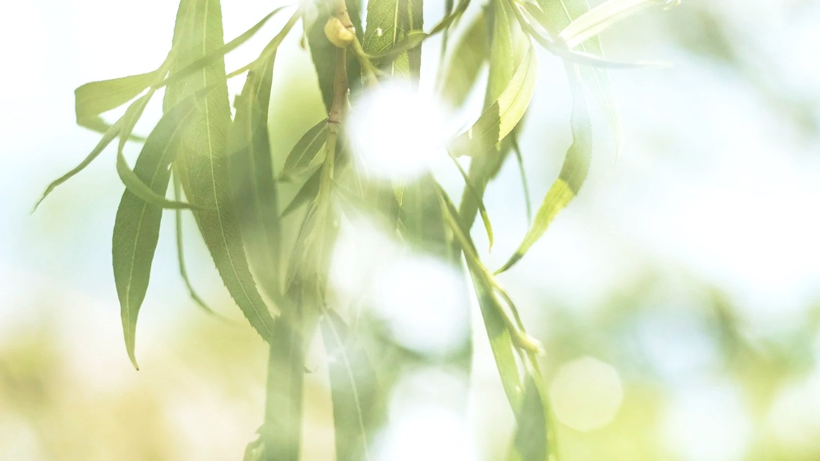 Close-up of green eucalyptus leaves with sunlight shining through, creating a bright, blurred background.