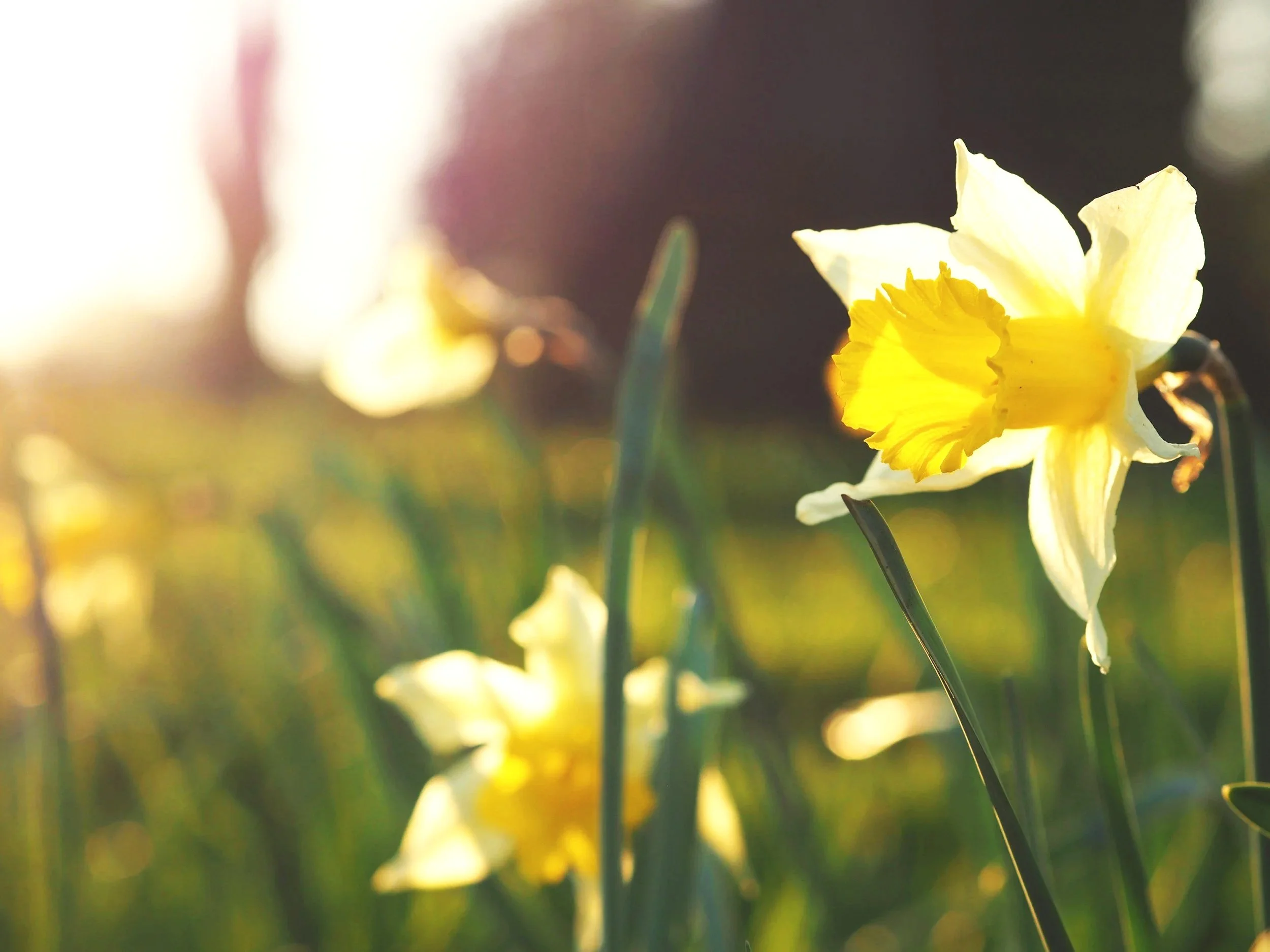 Close-up of a yellow daffodil flower illuminated by sunlight with a blurred background of green stems and other flowers.