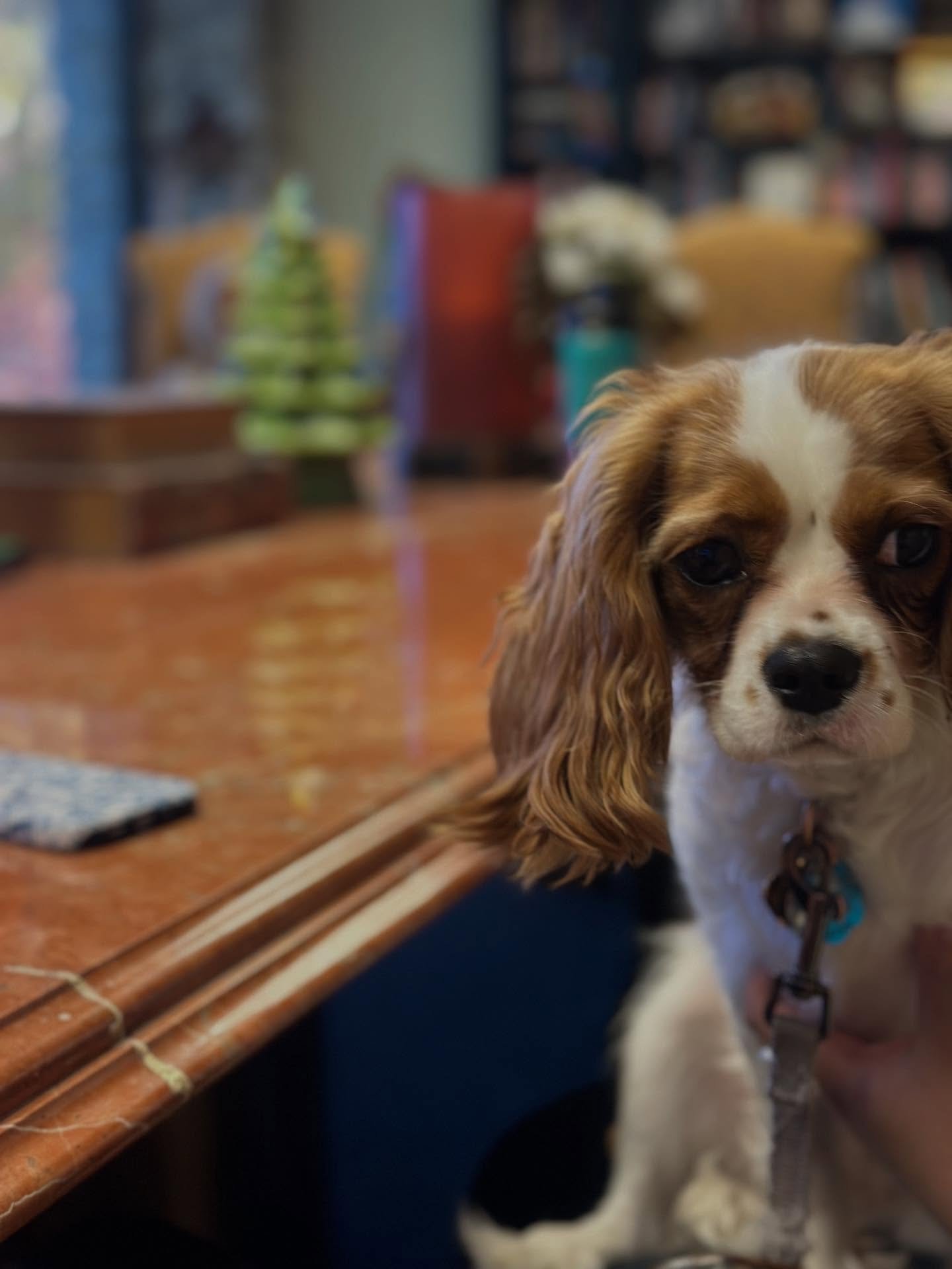 🎄✨We had a little extra help in the office last week as Effie and Mimi stopped by to help us gear up for the holiday season!

We&rsquo;ll be in the office for a half day today and then back on Friday after Christmas. Until then, we hope you get some