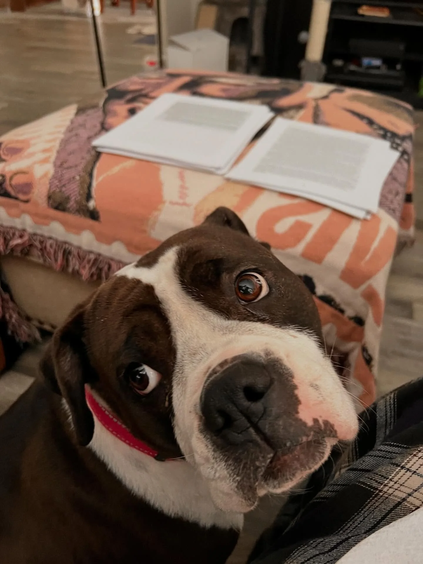 We&rsquo;re snowed in, but we&rsquo;re not alone! ❄️ 

The Brown Books team is hunkered down with our furry coworkers on duty today.🐩🐈