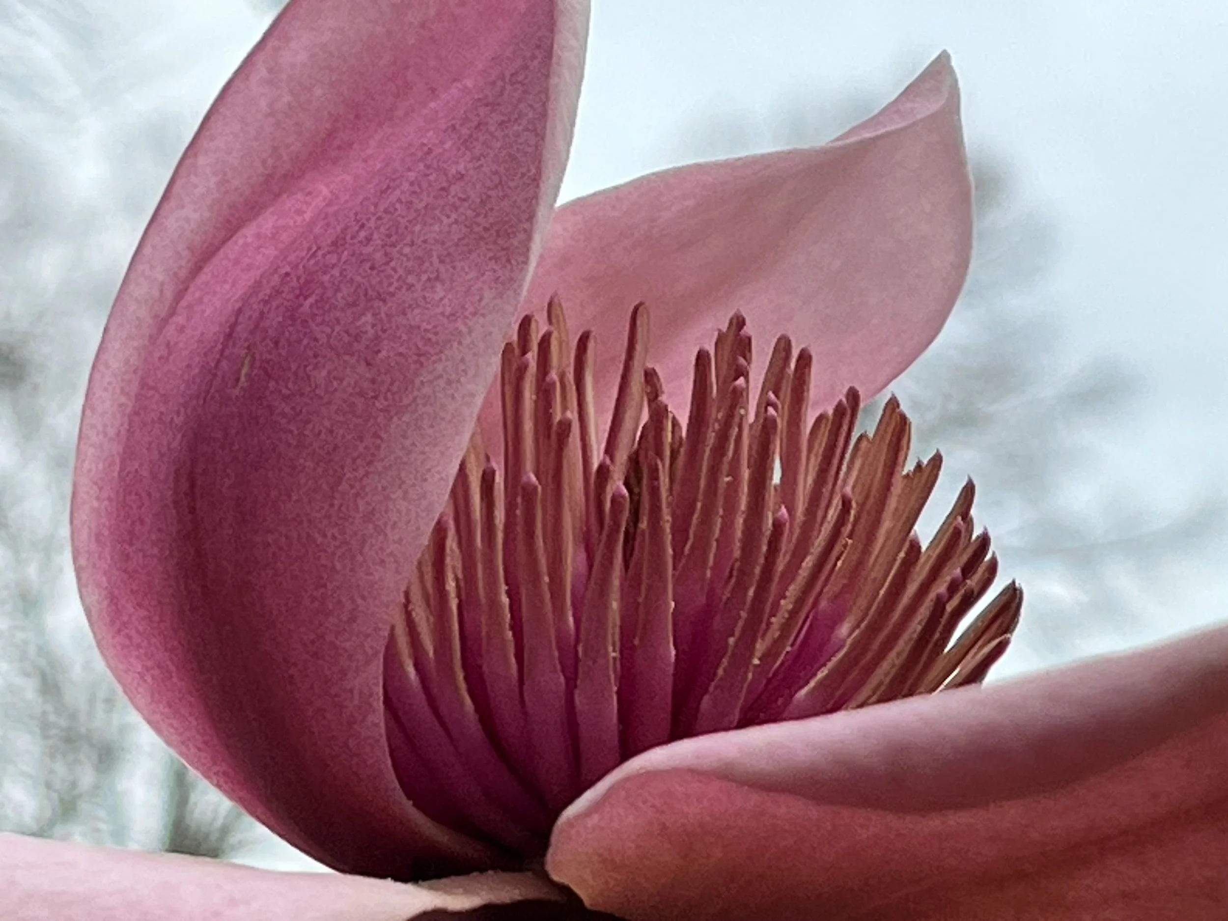 Close-up of a pink magnolia flower showing petals and stamens.
