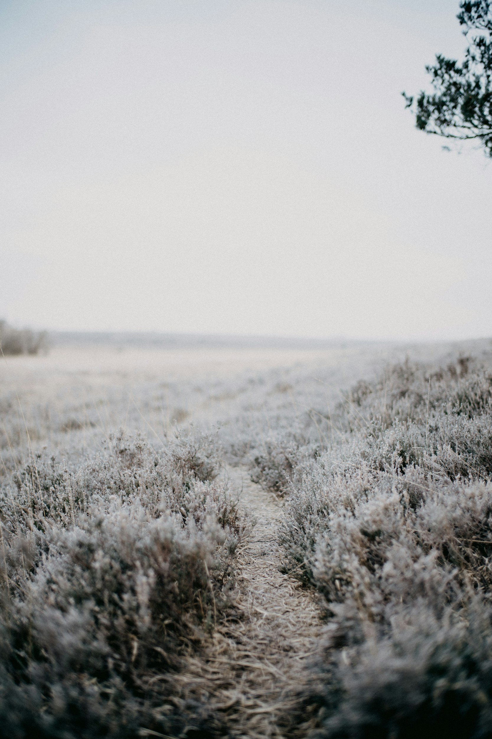 A narrow dirt trail through a field of frosted bushes, with a pale sky and a tree branch visible in the upper right corner.
