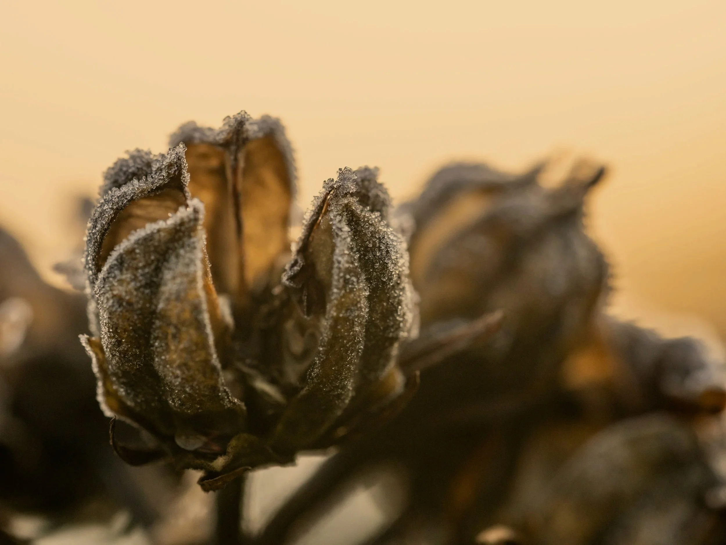 Close-up of frost-covered pine cone with a blurred background.