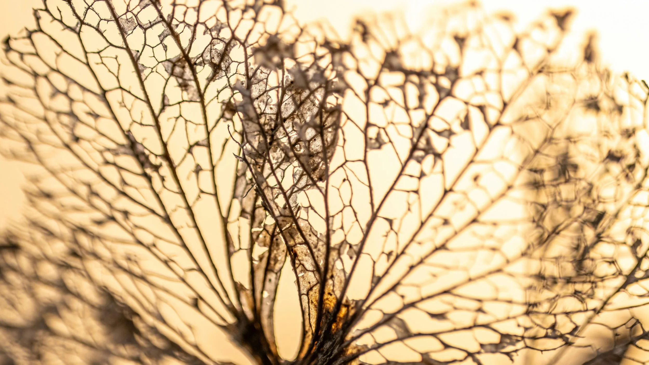 Close-up of a dried leaf skeleton showcasing an intricate network of veins against a warm, backlit background.
