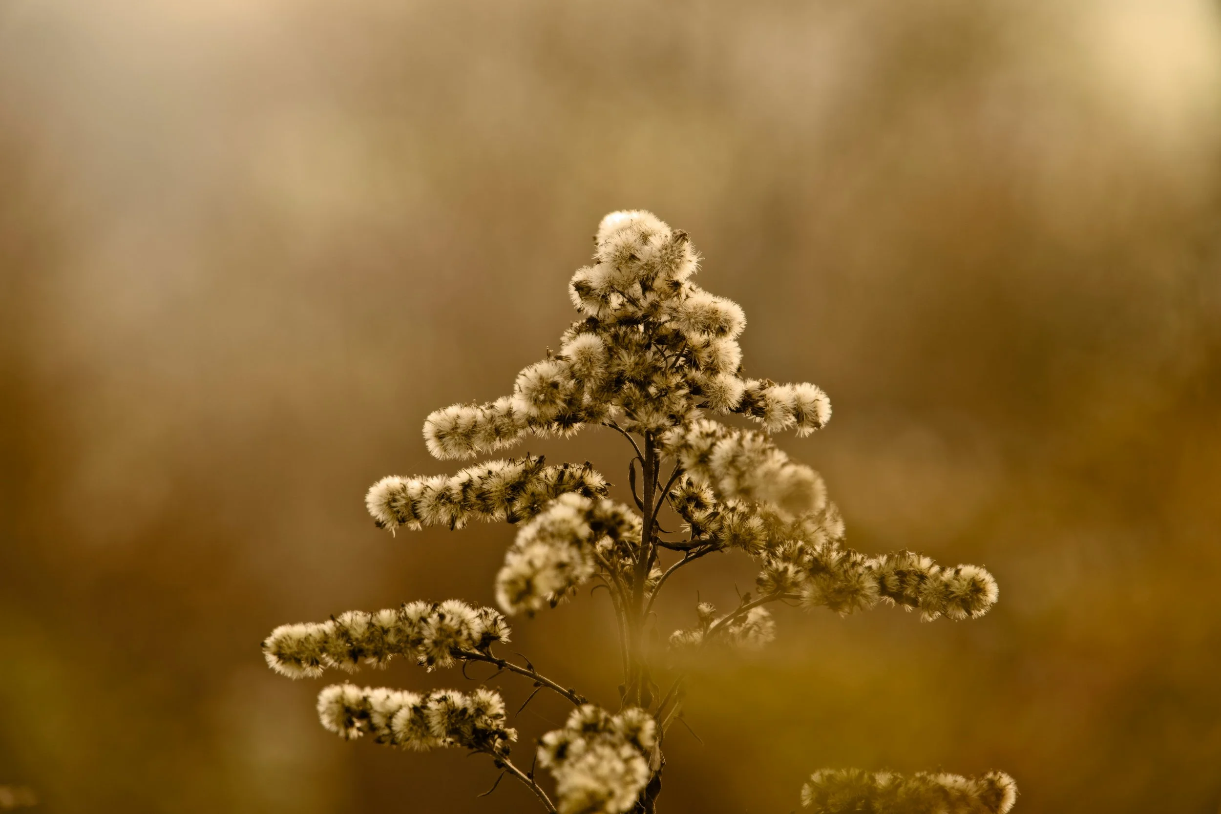 Close-up of a dried, fluffy plant with small white buds, against a blurred brown background.