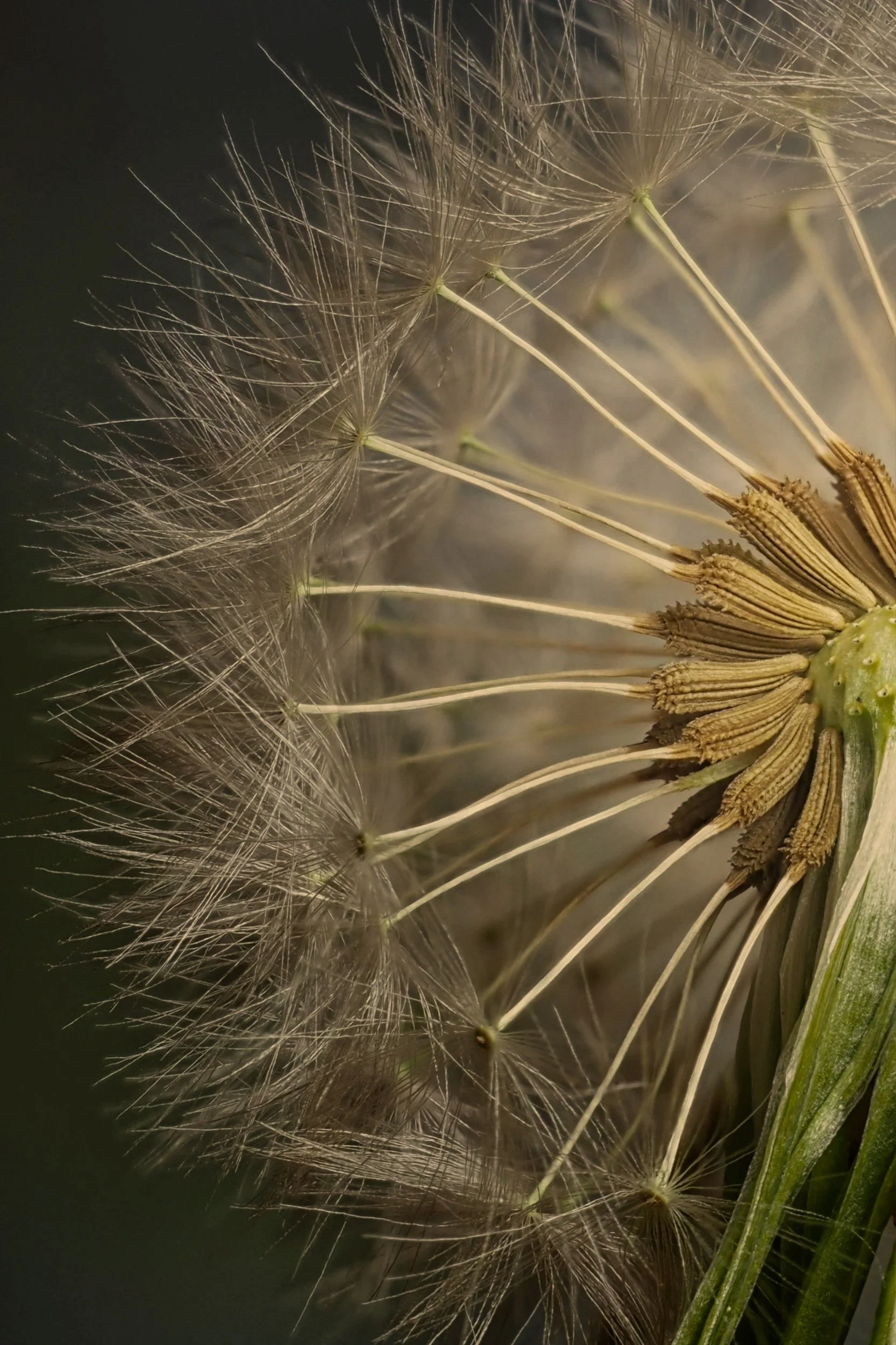 Close-up of a dandelion with floating seeds and intact seed head against a dark background.