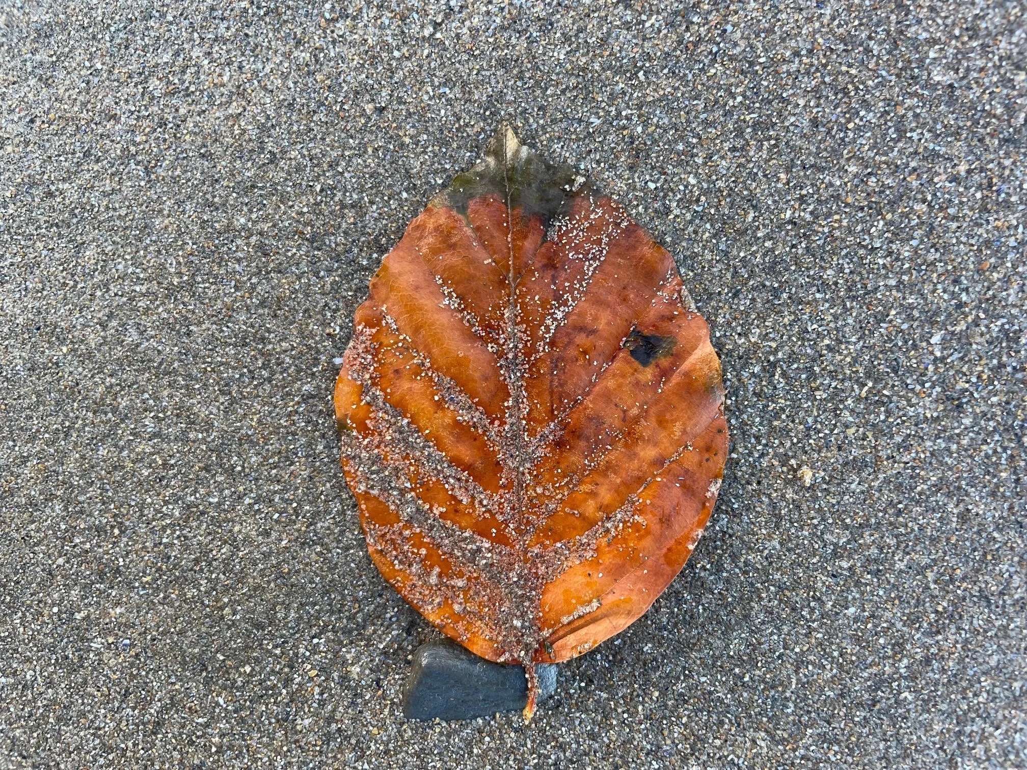 The Miracle Inn - Online