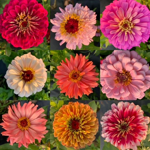 F9086374-FBC4-40AB-ABCF-74401693765B (1).JPG