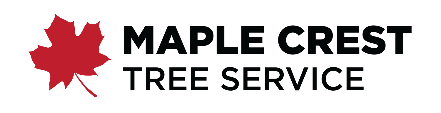 Maple Crest Tree