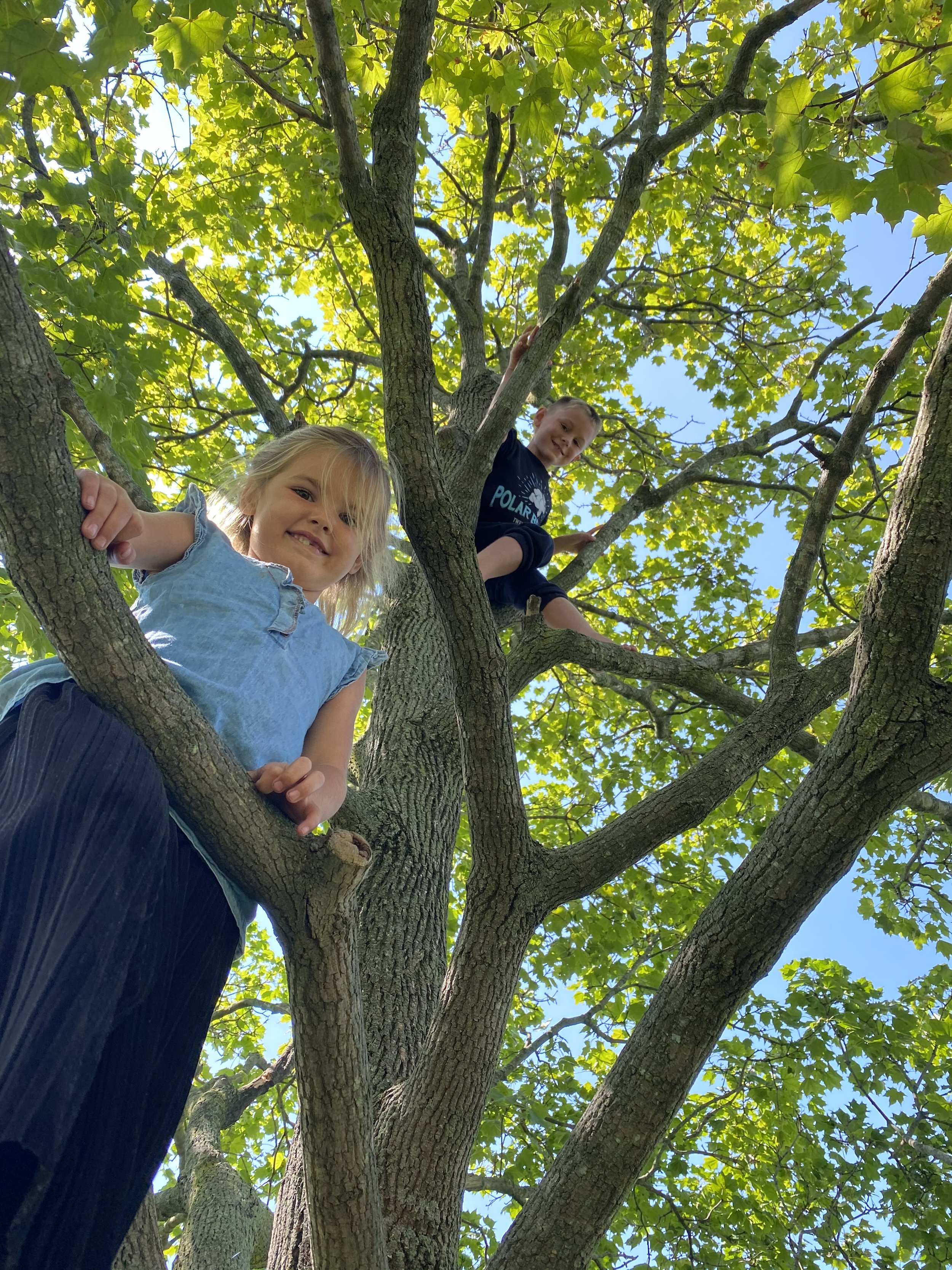 Two children climbing a tree with green leaves, blue sky visible above.