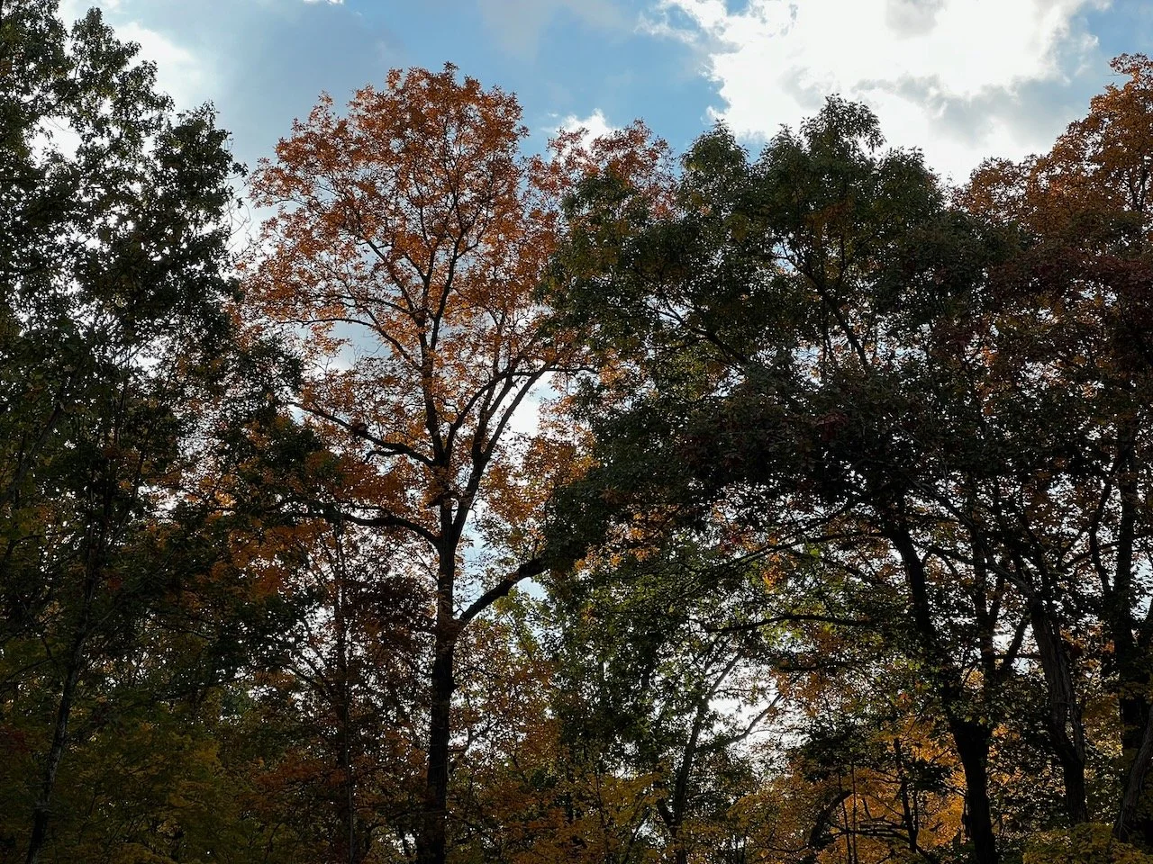 Tree canopy with autumn-colored leaves against a partly cloudy sky.